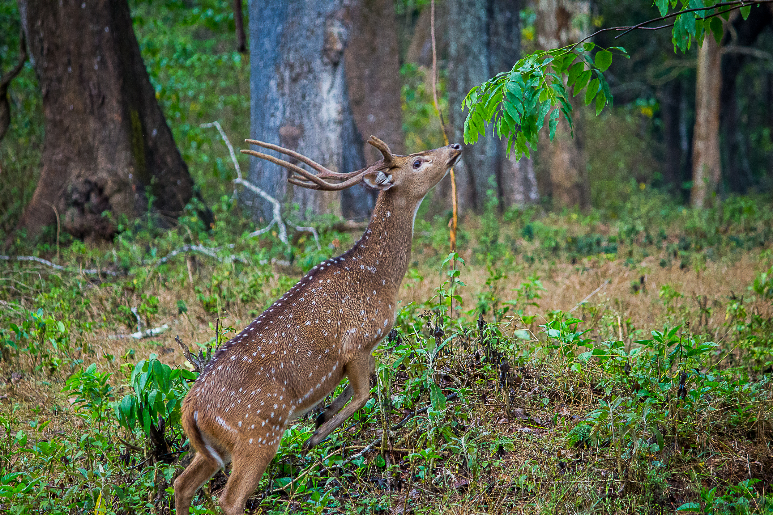 A Chital Deer