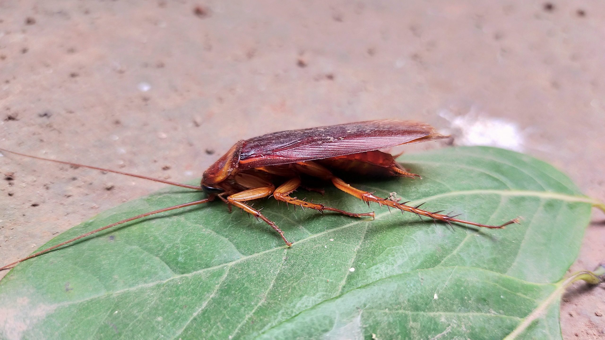 A Cockroach on leaf