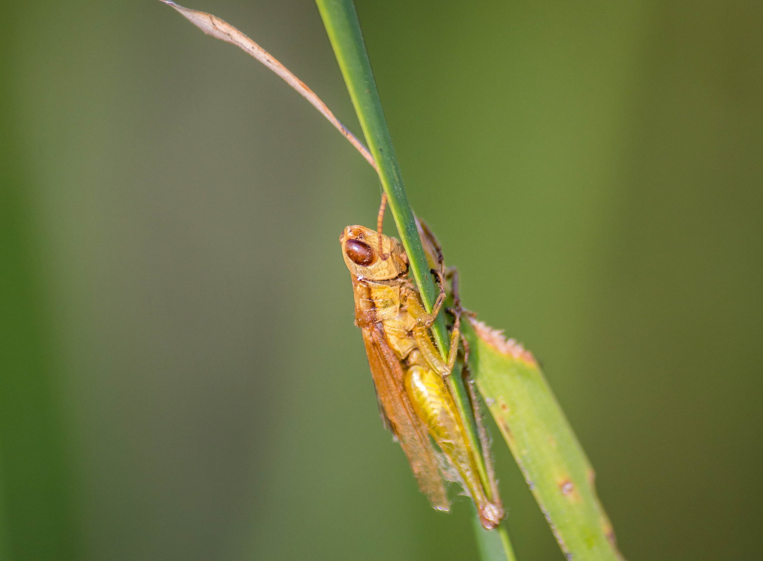 A Grasshopper on a grass leaf