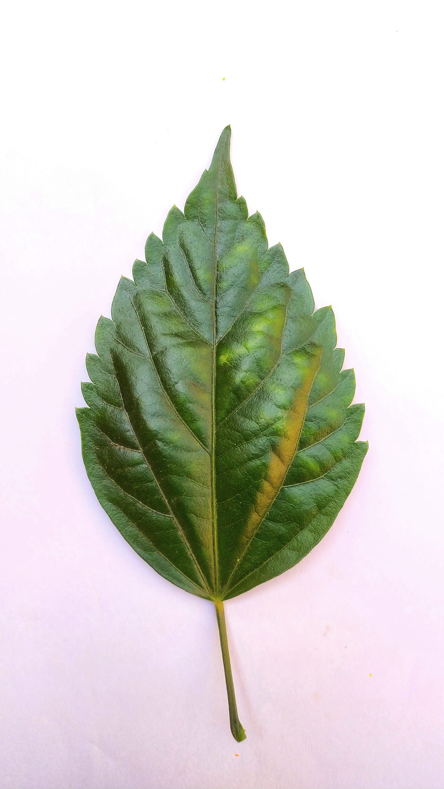 A Green leaf