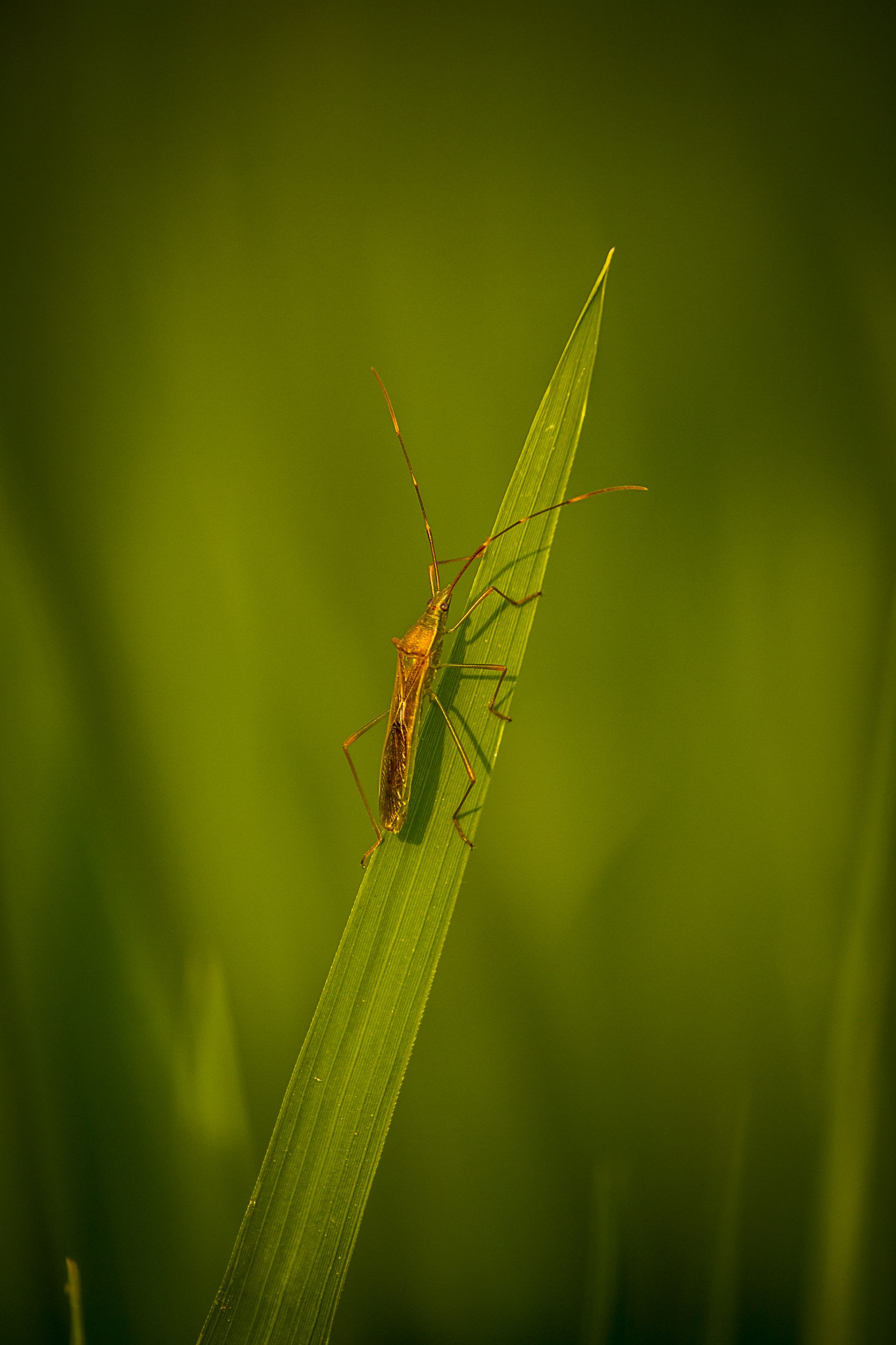 A Stink Bug on a grass leaf