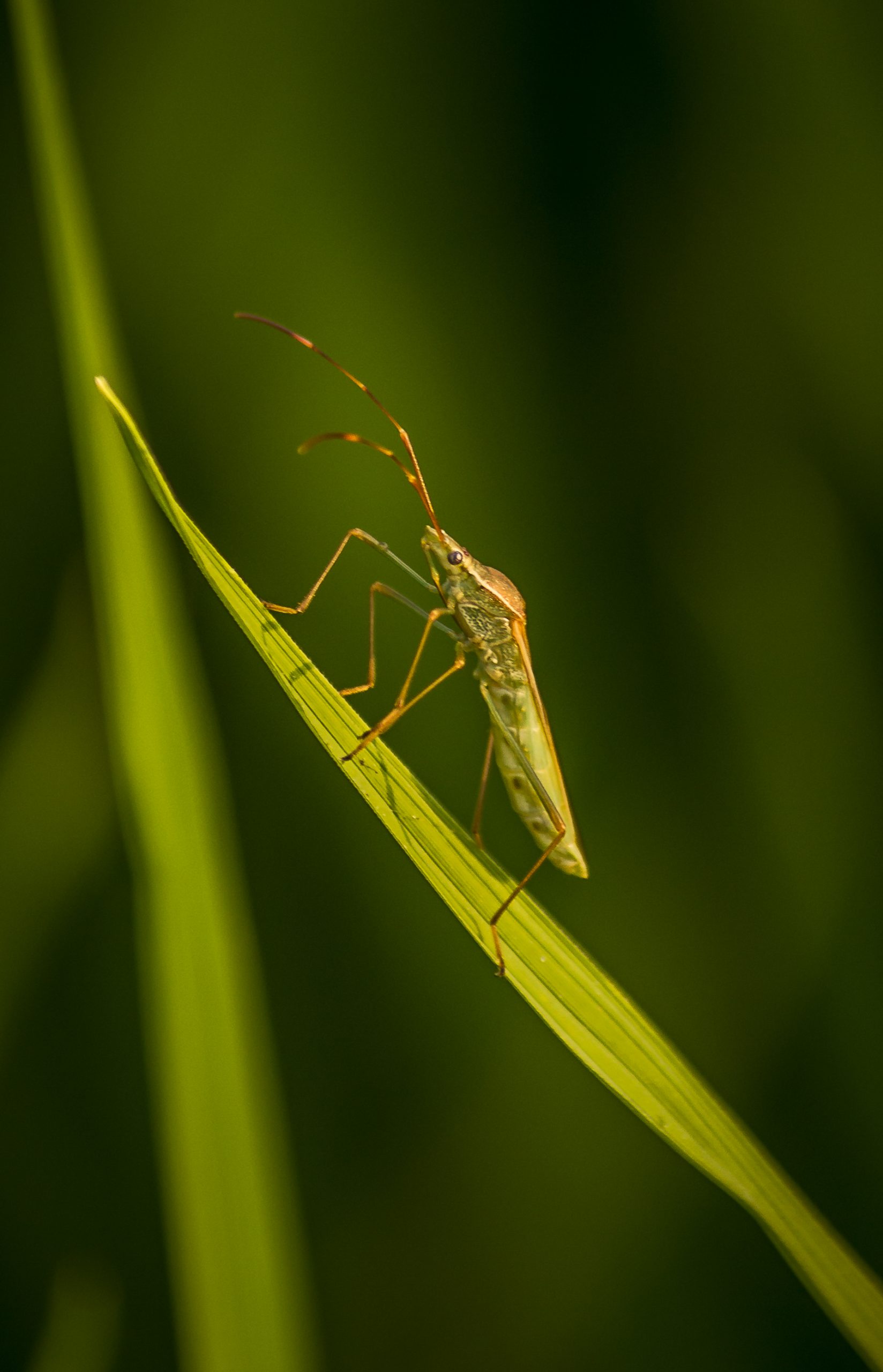 A Stink Bug on a grass leaf