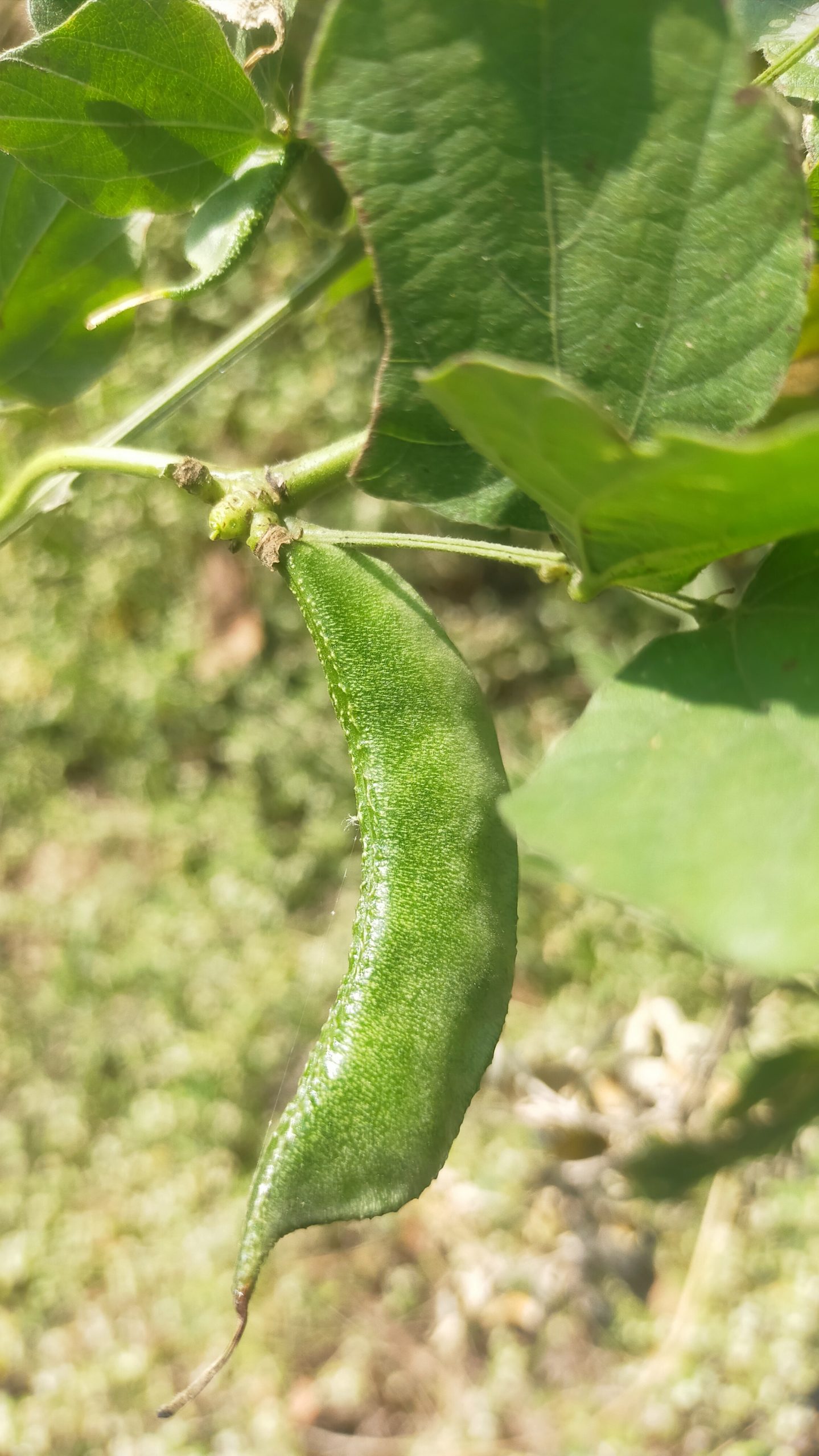 Beans plant