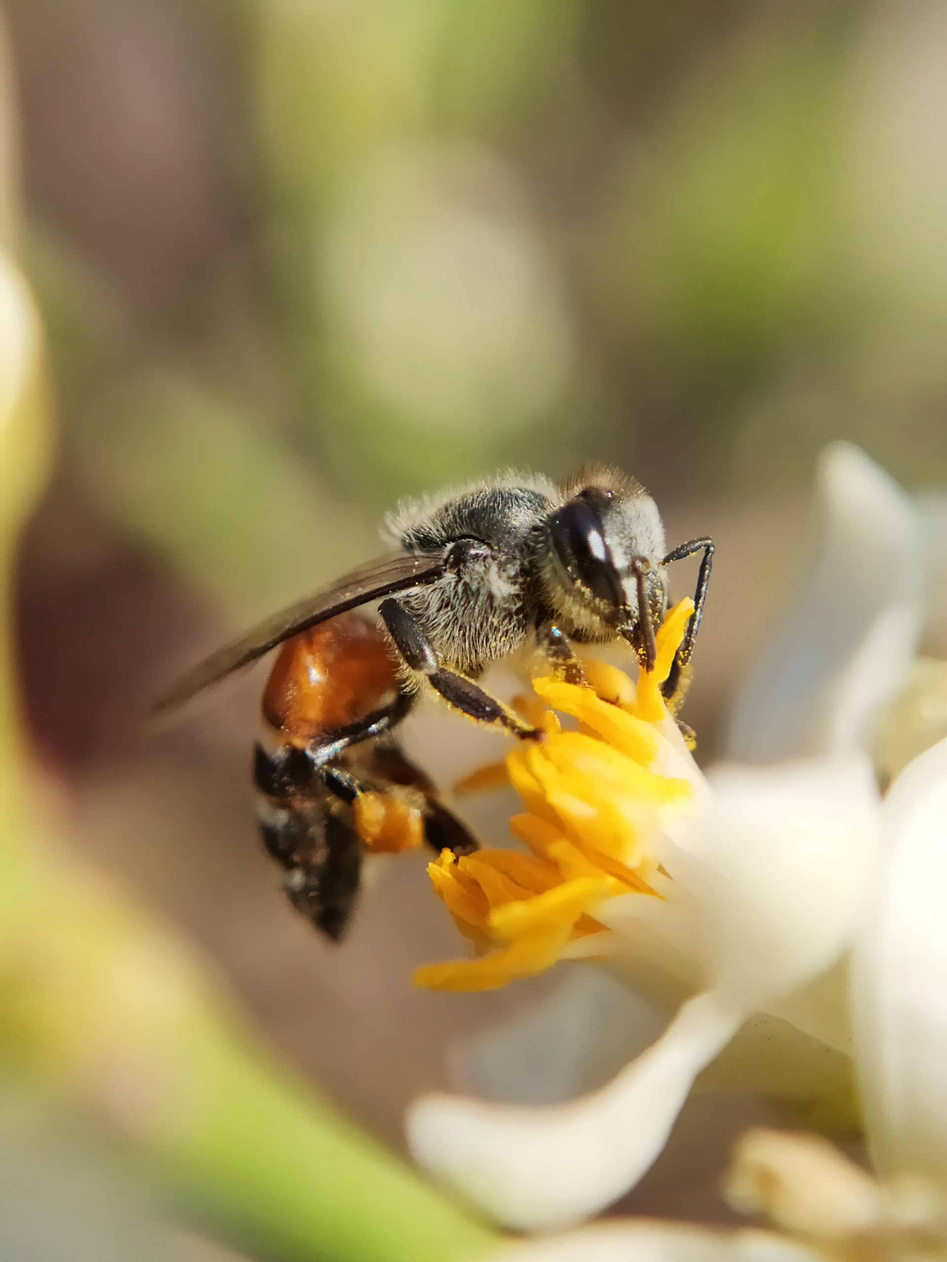A bee on flower pollens