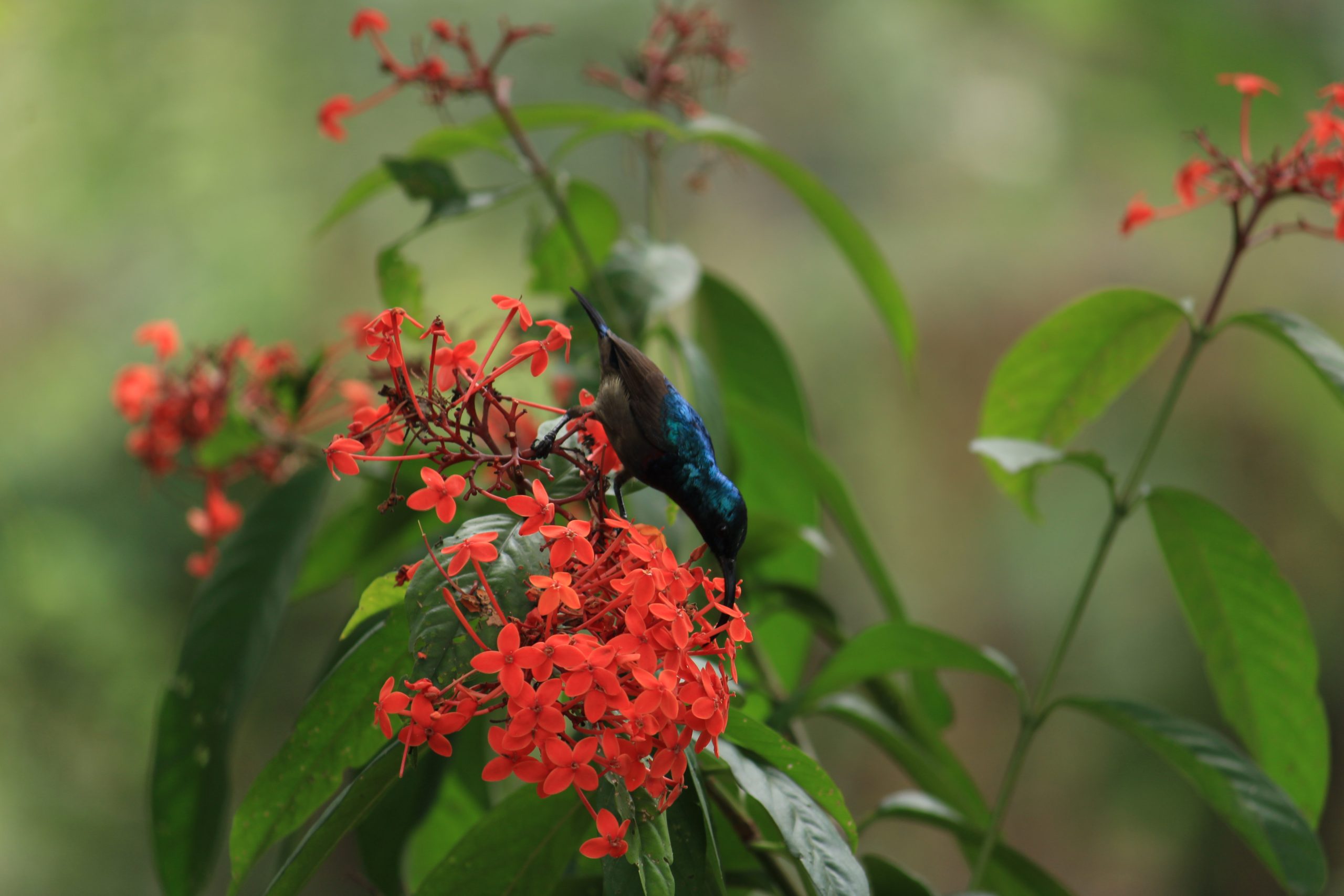 Bird on flower