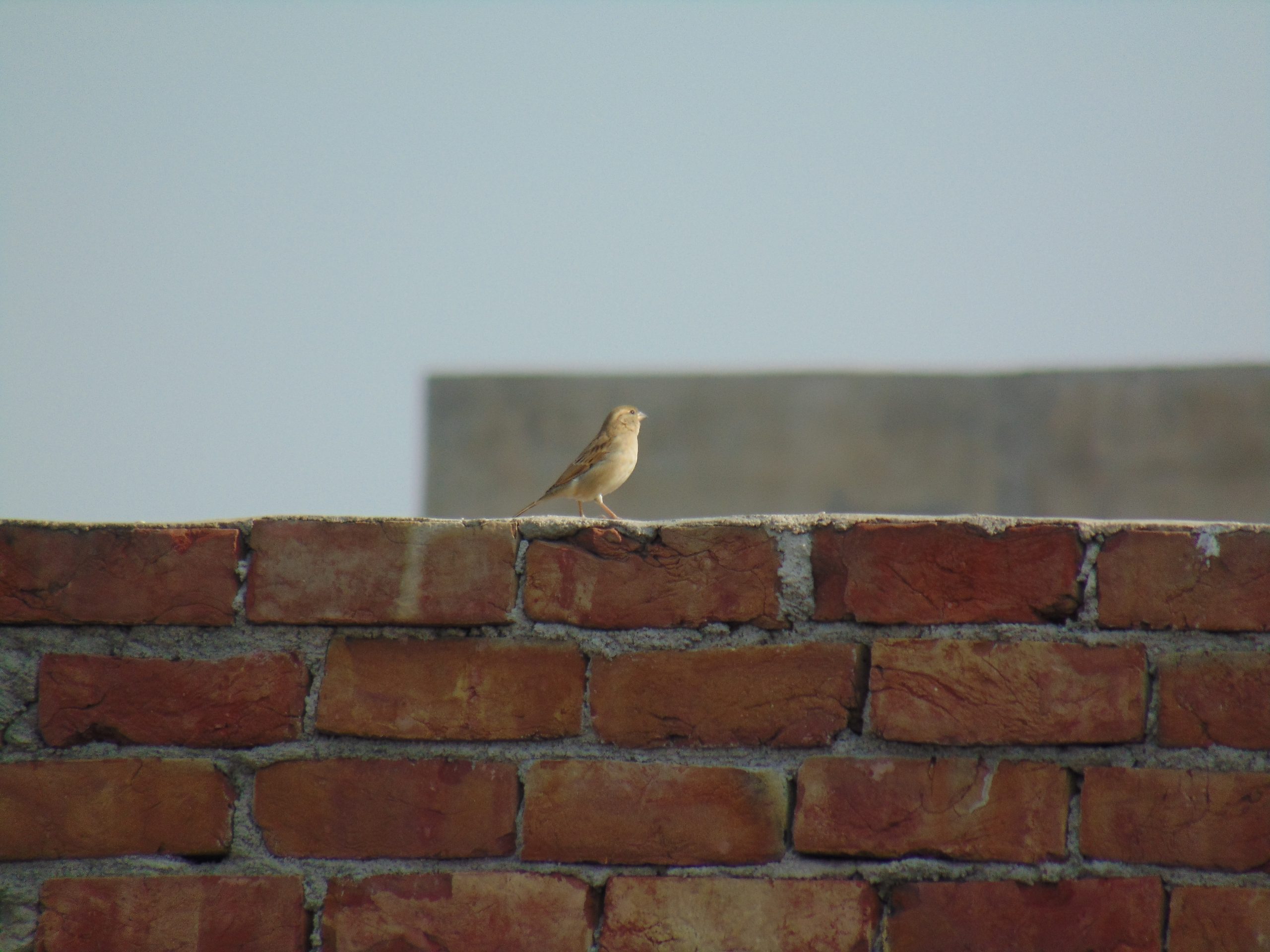 A bird on brick wall