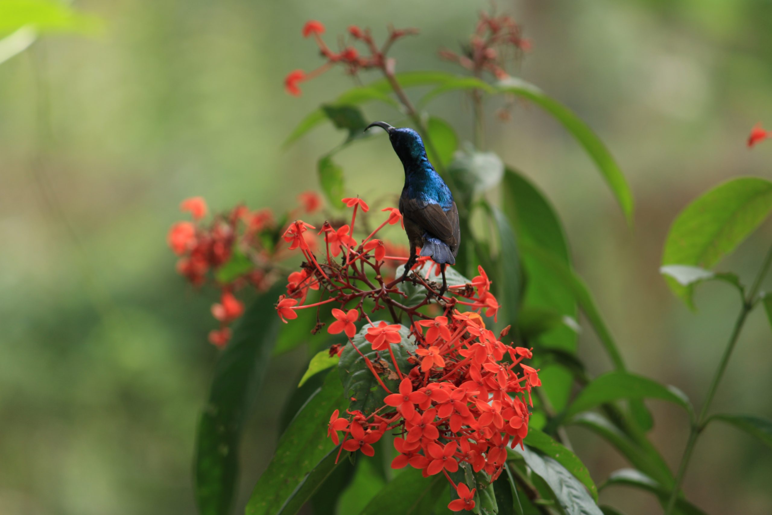 Bird on flower