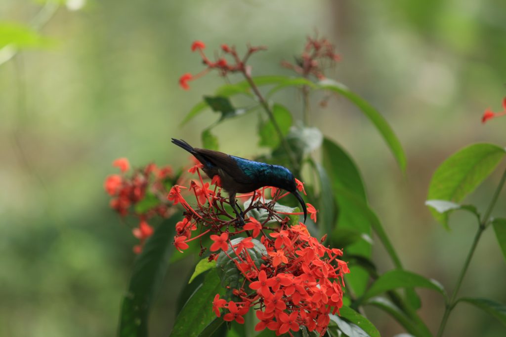 A Bird On The Flower. - PixaHive