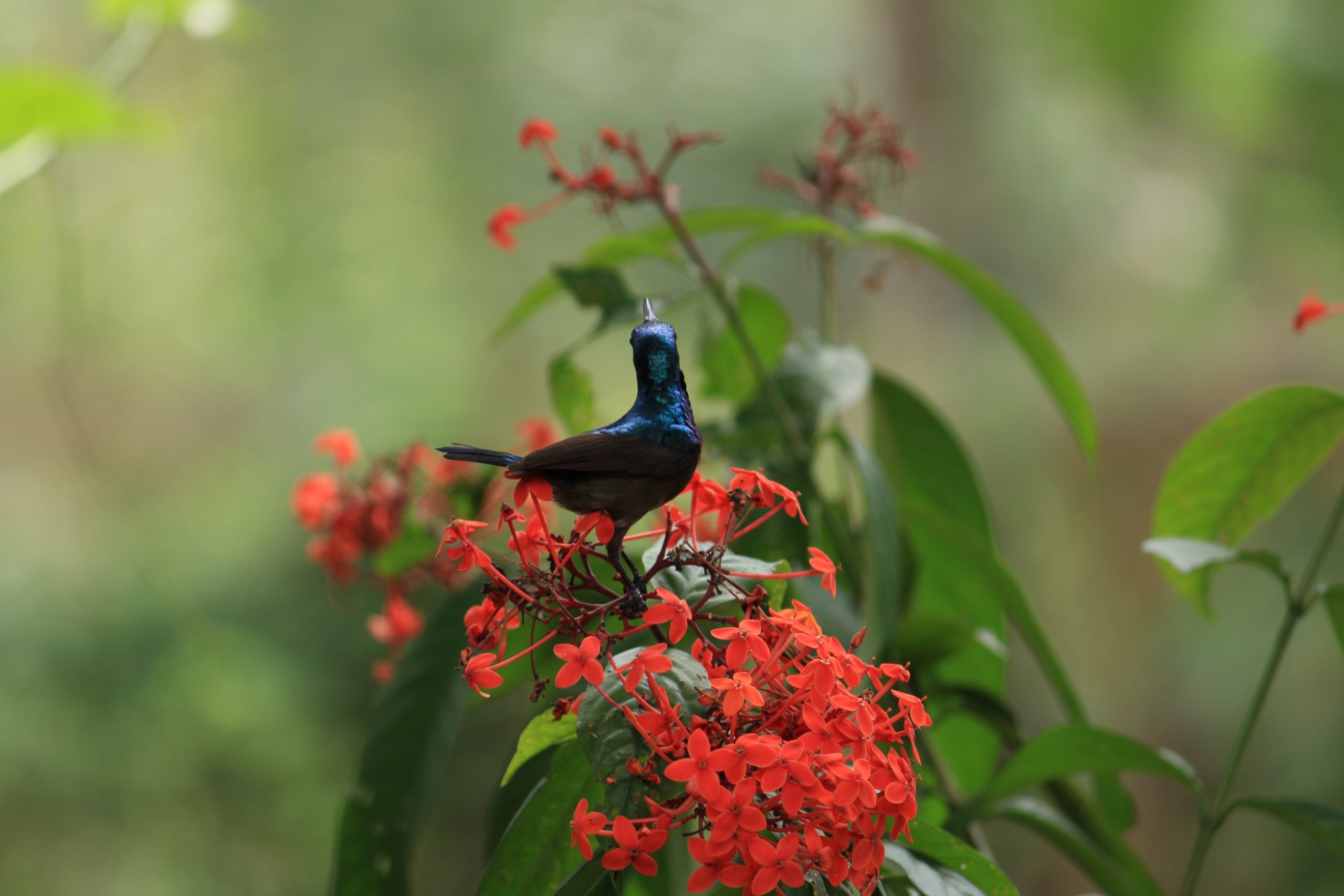 A bird on the flower