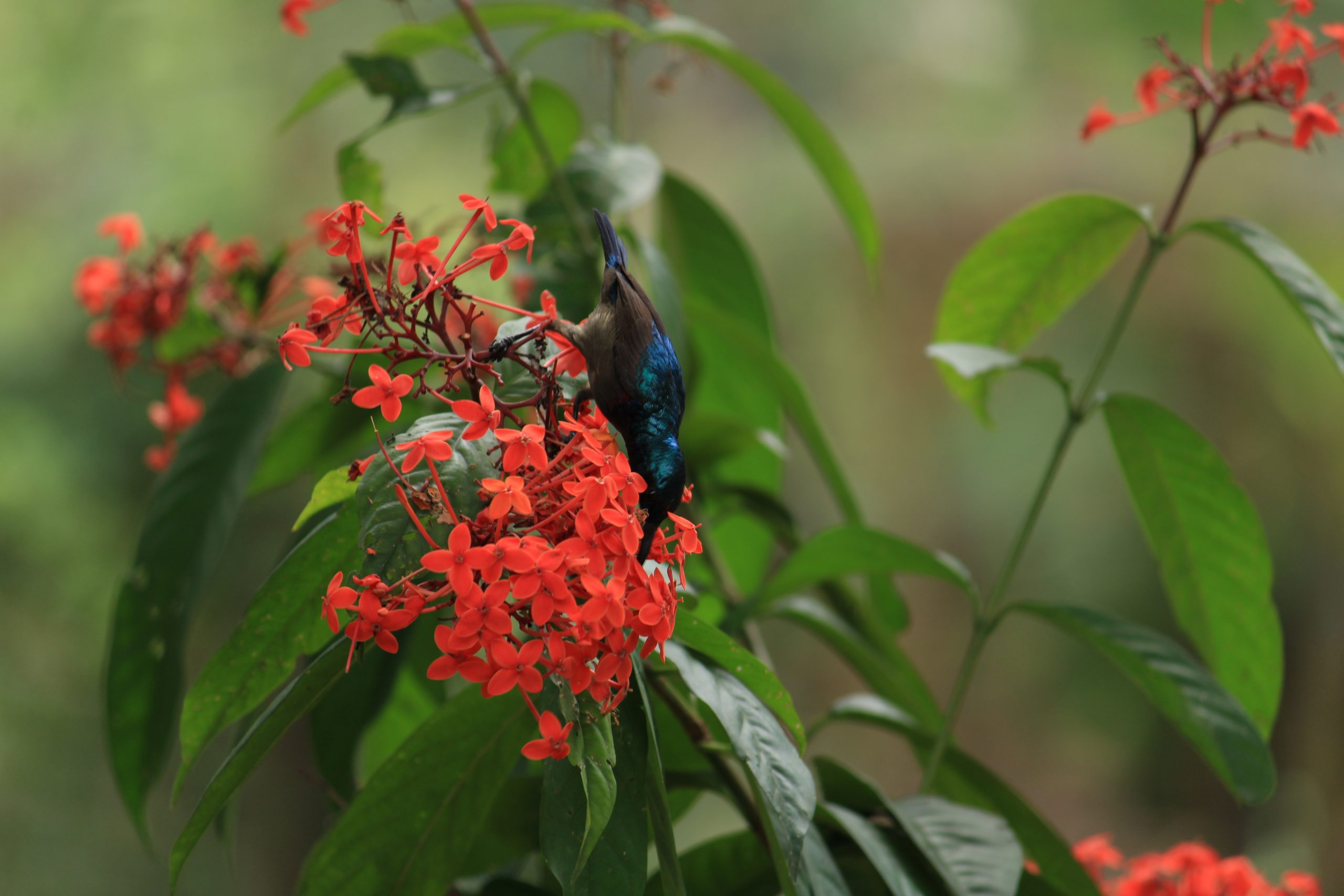 A bird on the flower