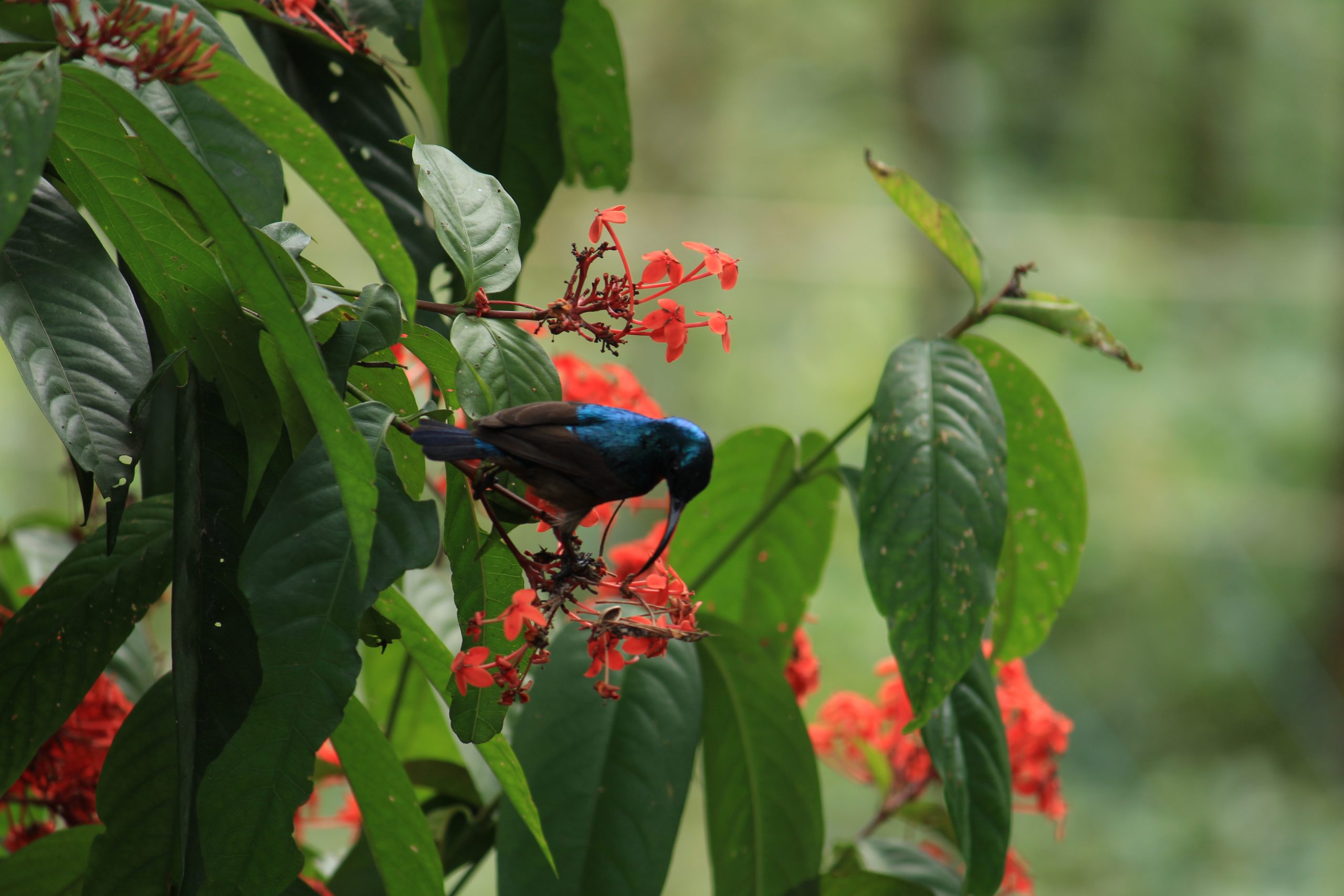 A bird on the flower