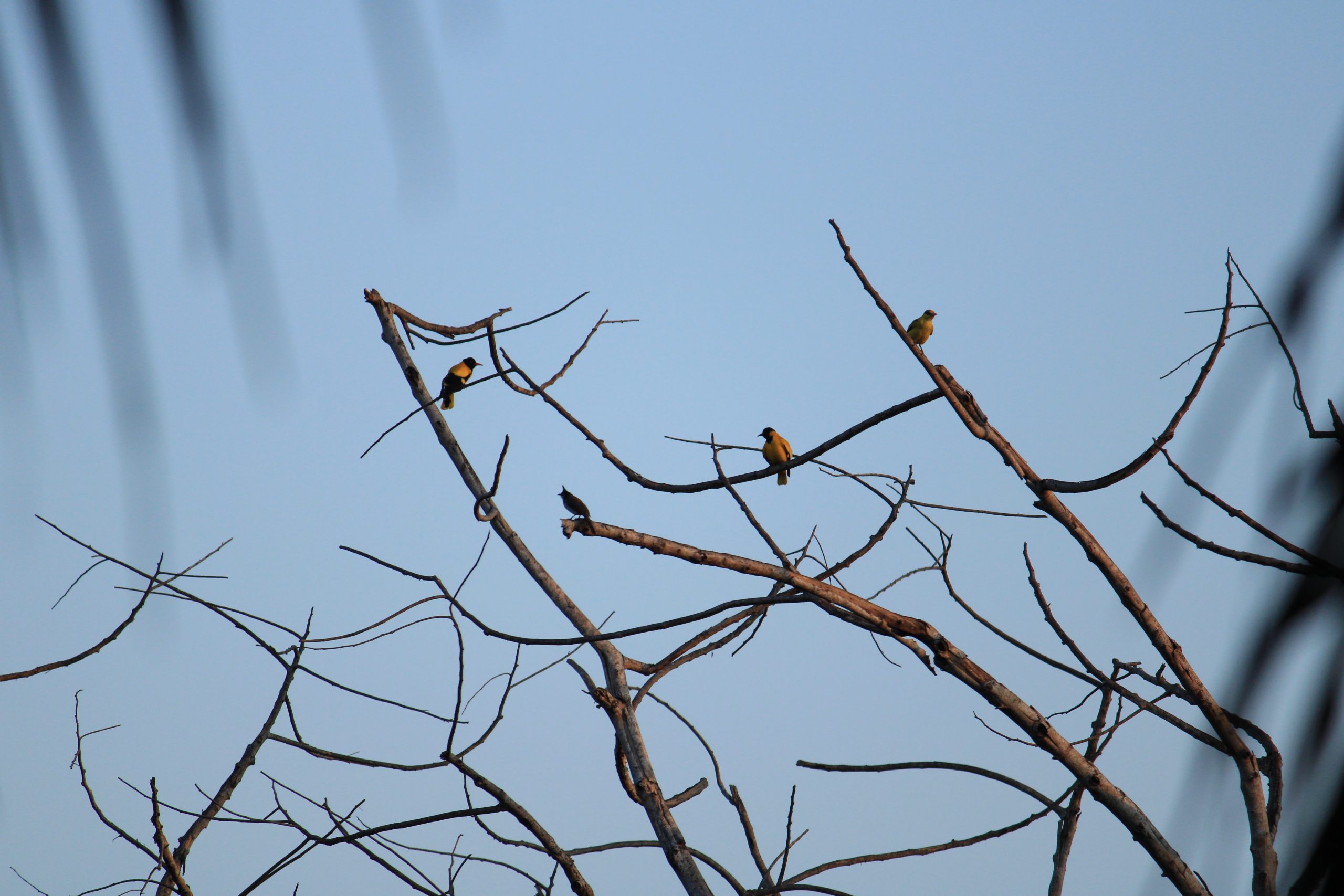 Birds sitting on tree