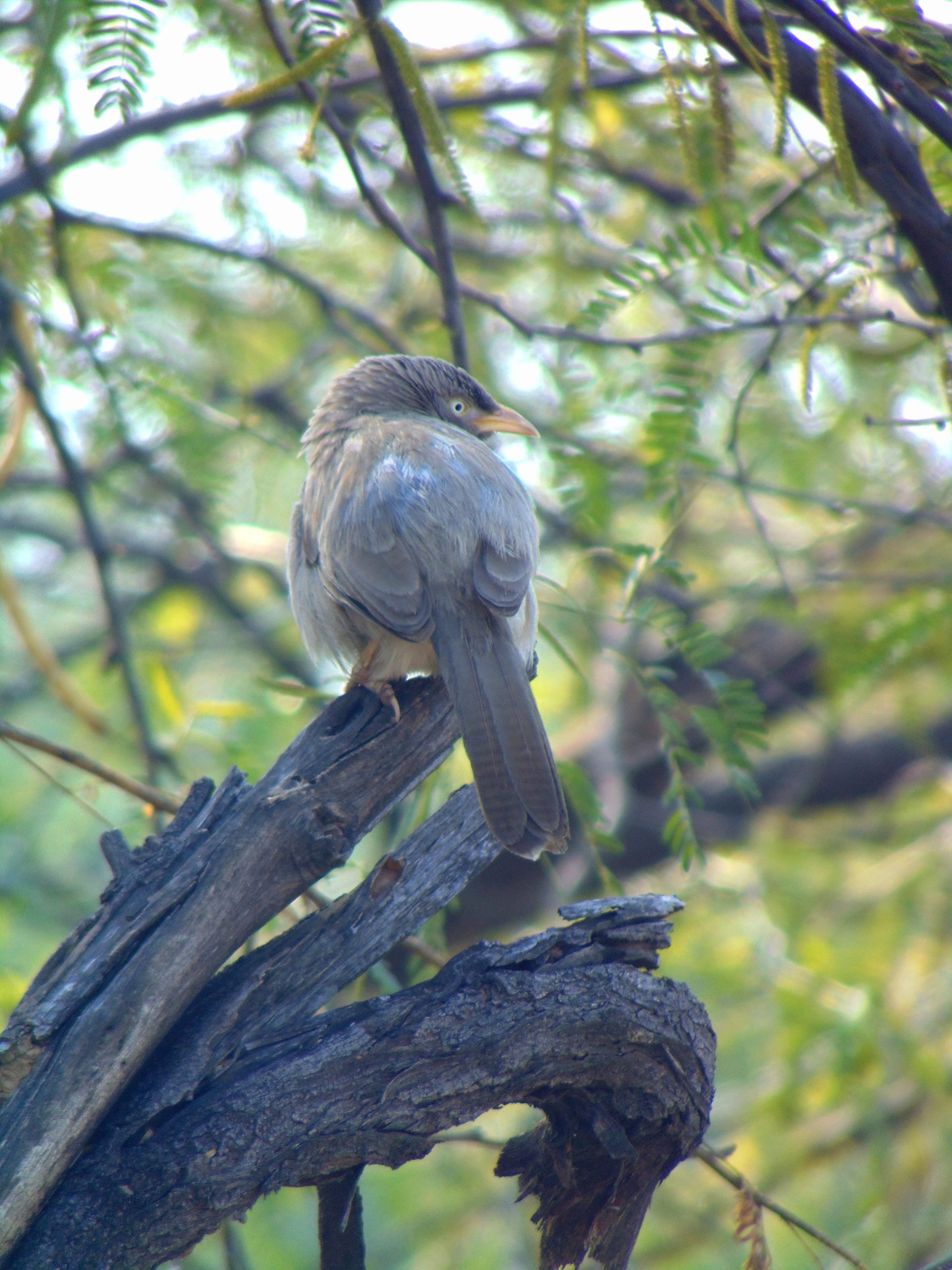 A bird sitting on dry wood