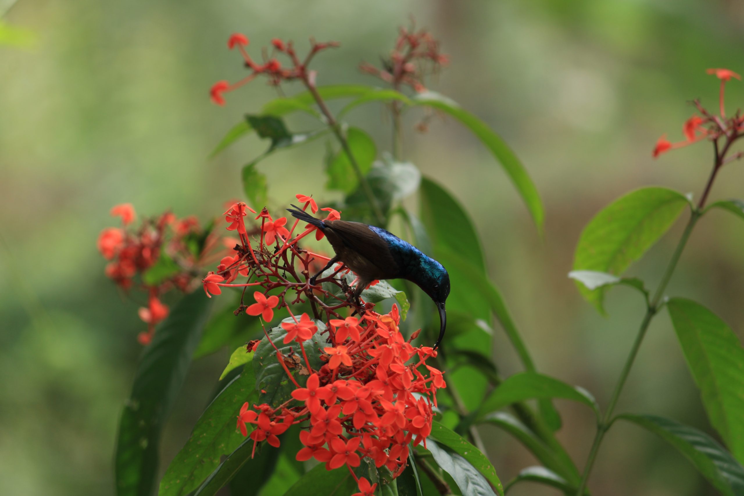 A bird sitting on flower