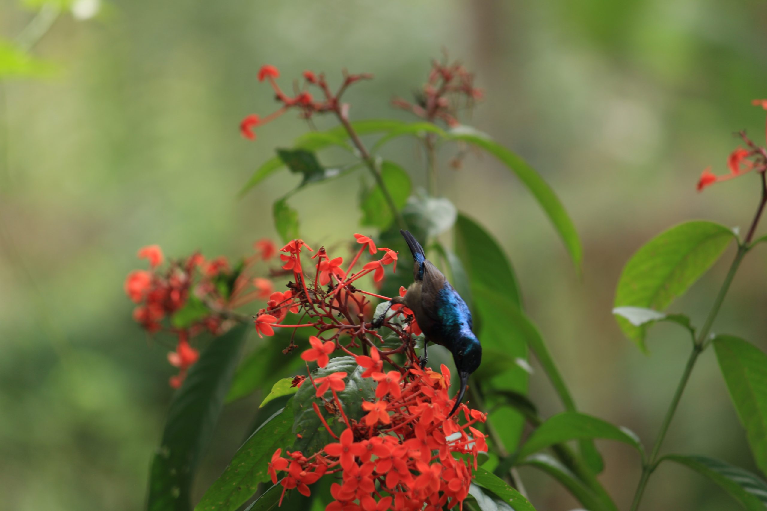 Bird sitting on flower