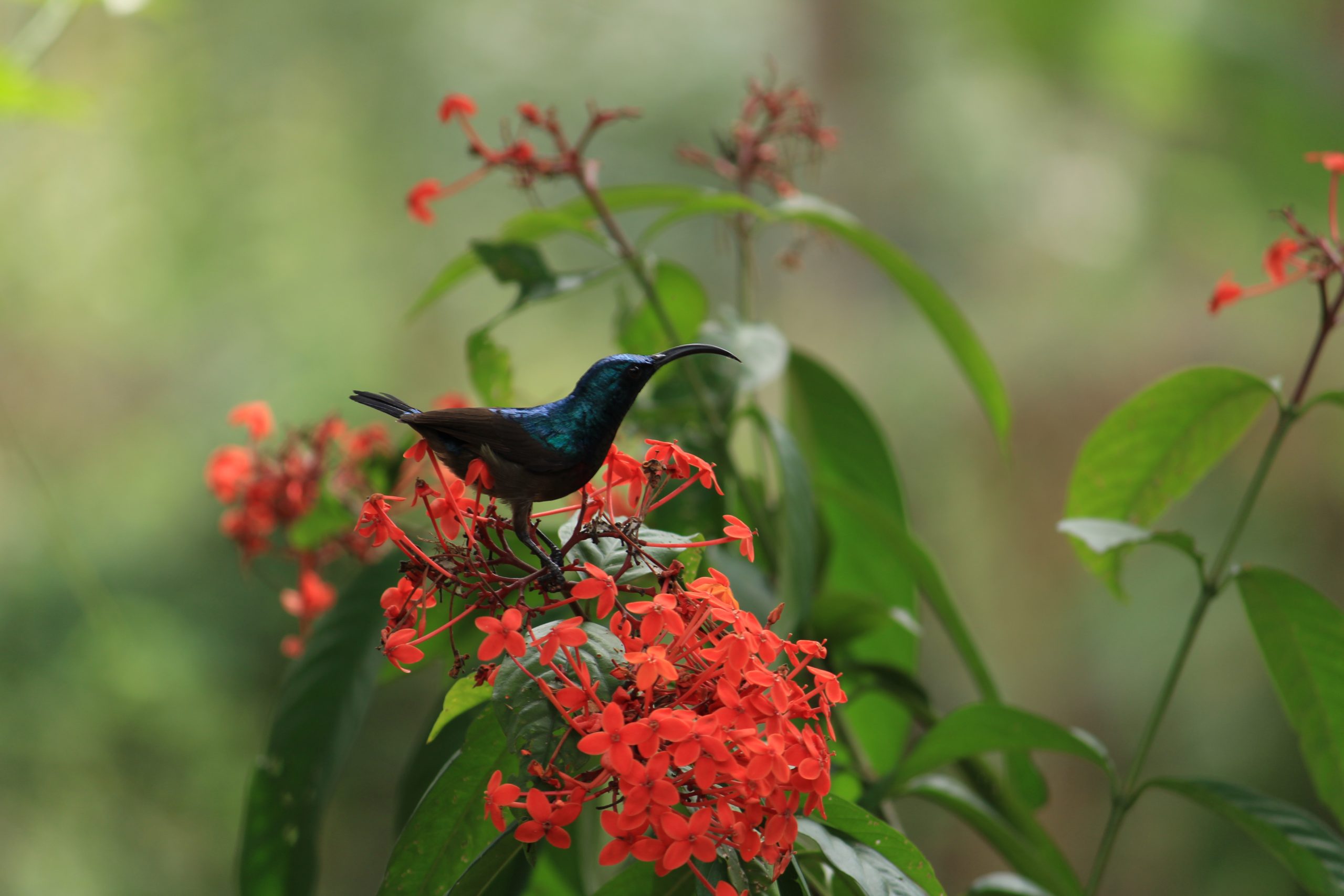 A bird sitting on the flower