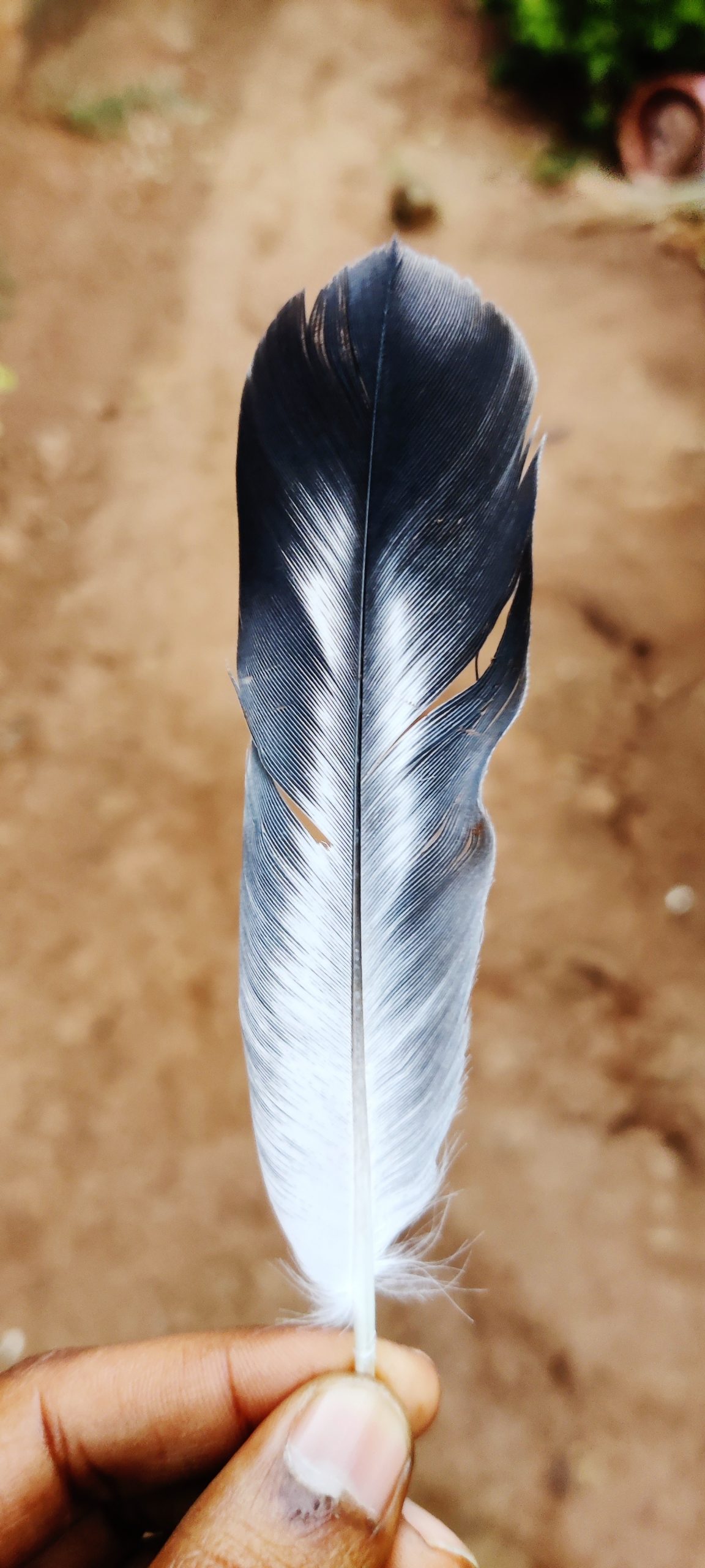 A bird's feather in hand