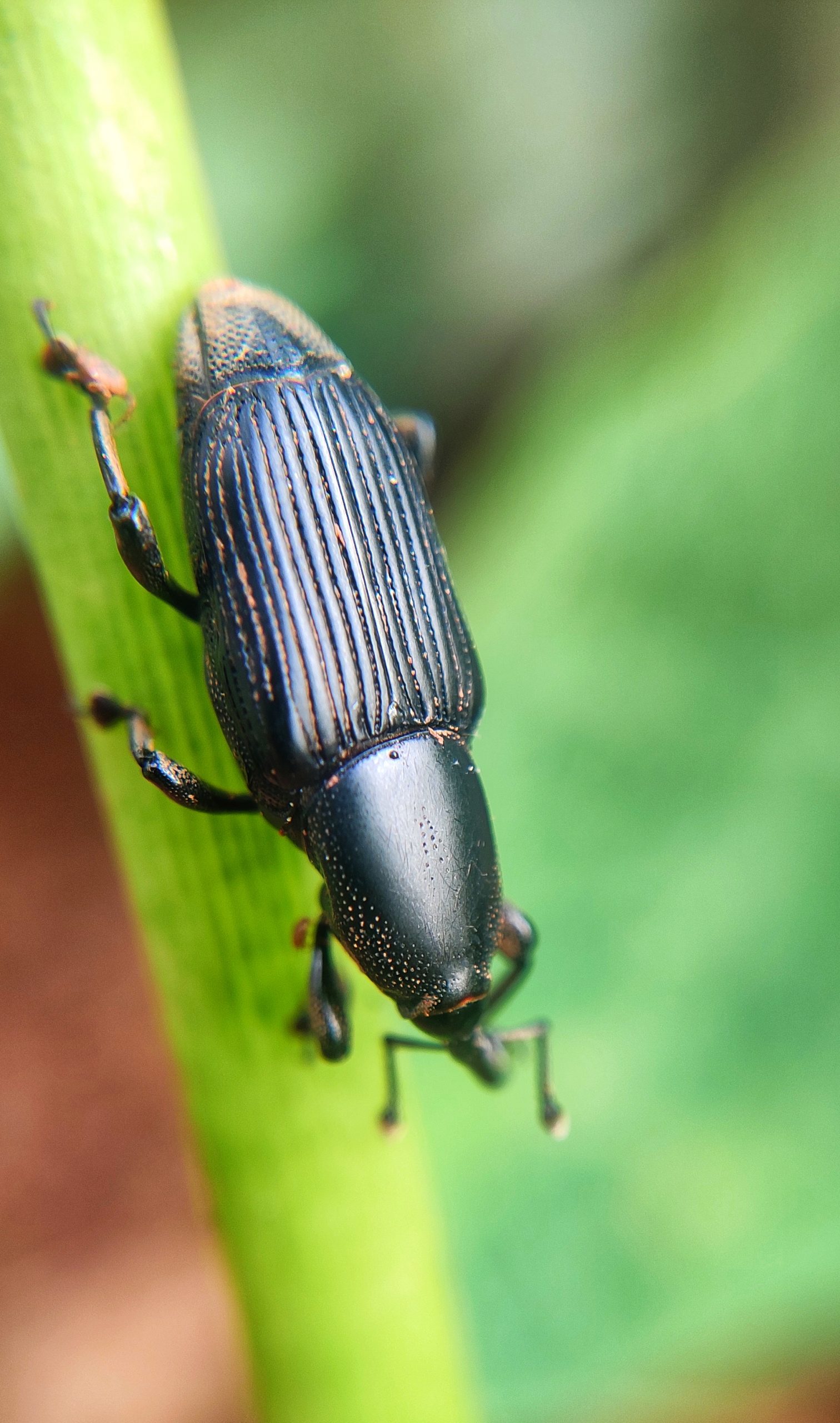 A black bug