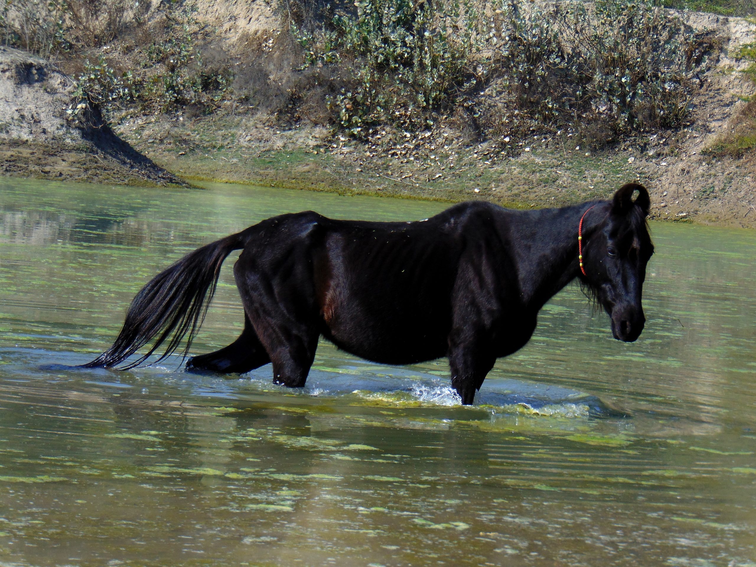 A black horse in water