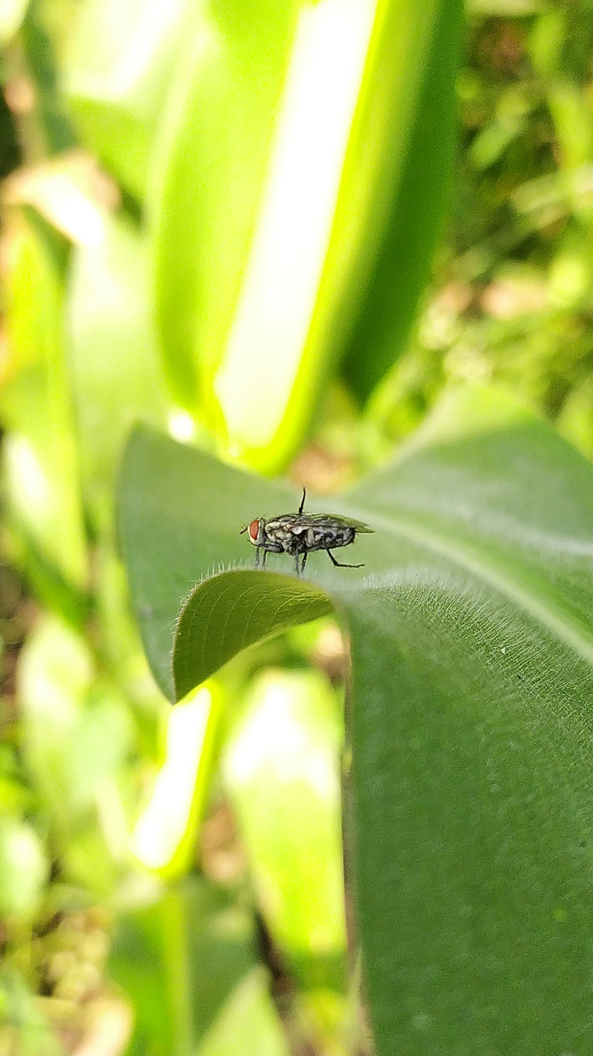 A bug on a leaf