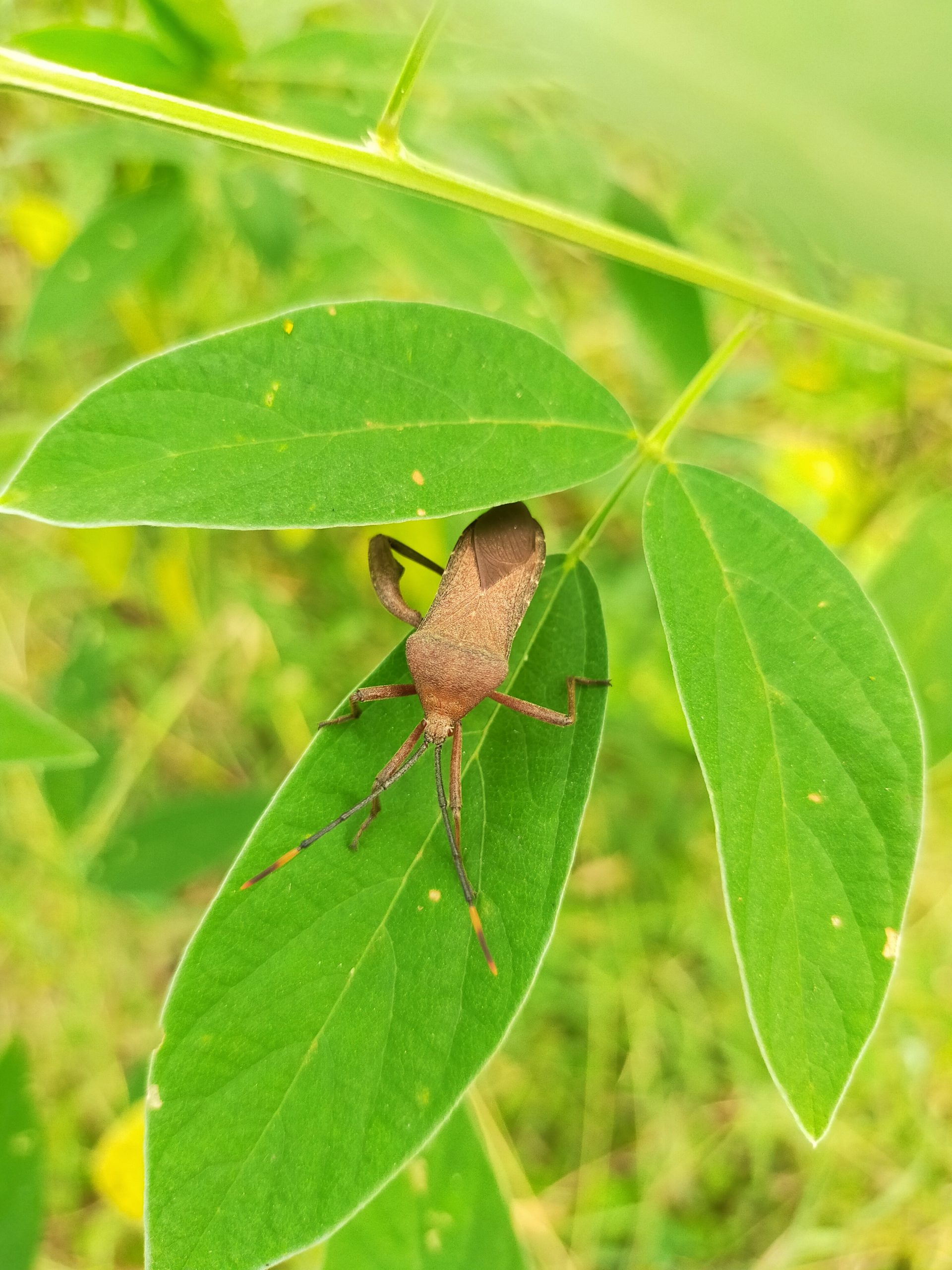 A bug on leaf
