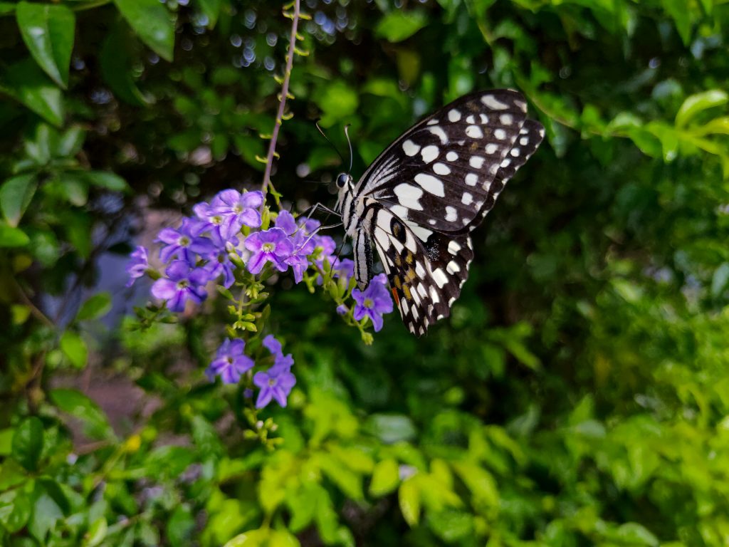 A butterfly on a bunch of flowers - PixaHive