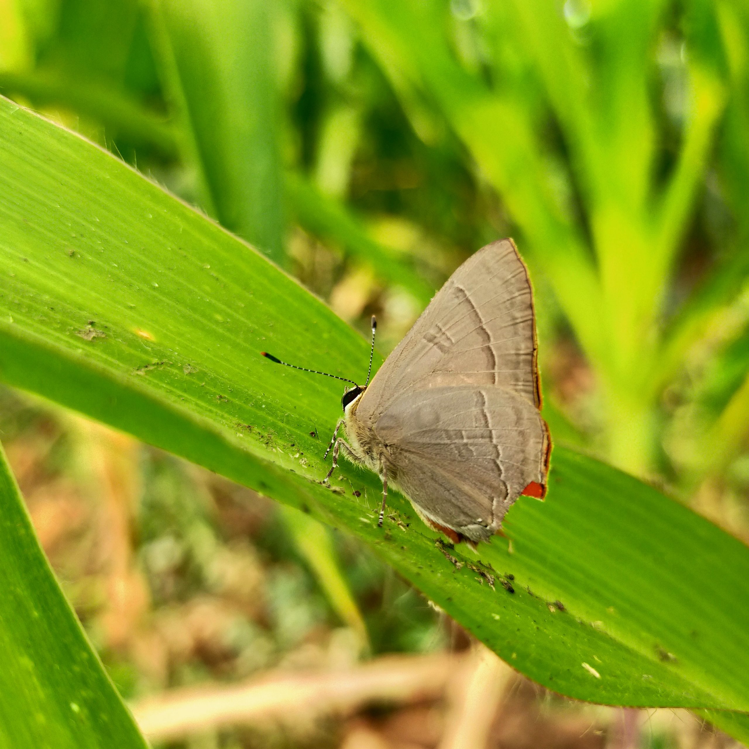 A butterfly on a green leaf