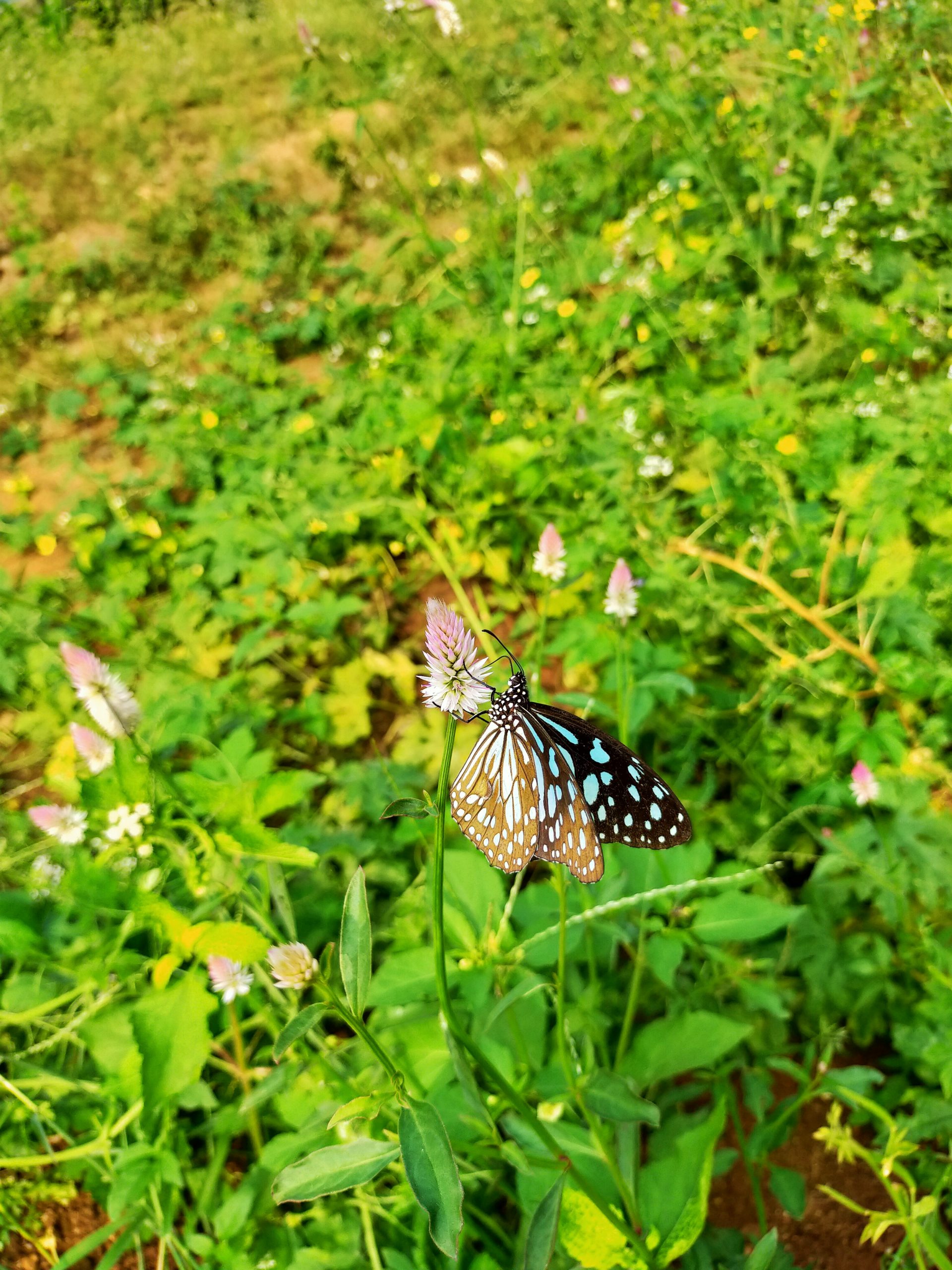 A butterfly on a plant