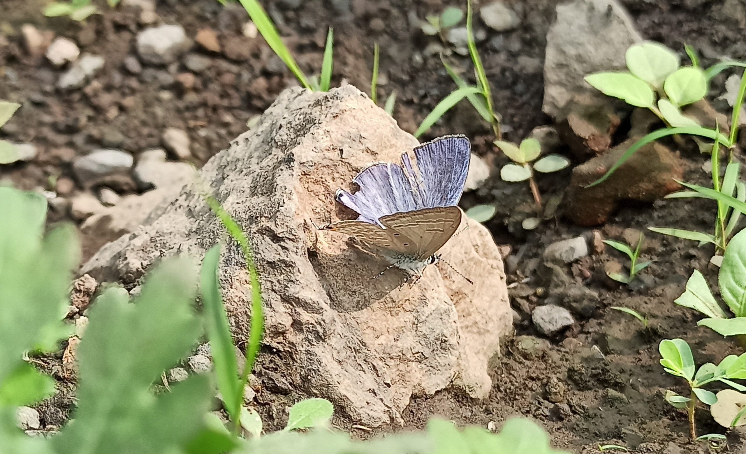 A butterfly on a stone