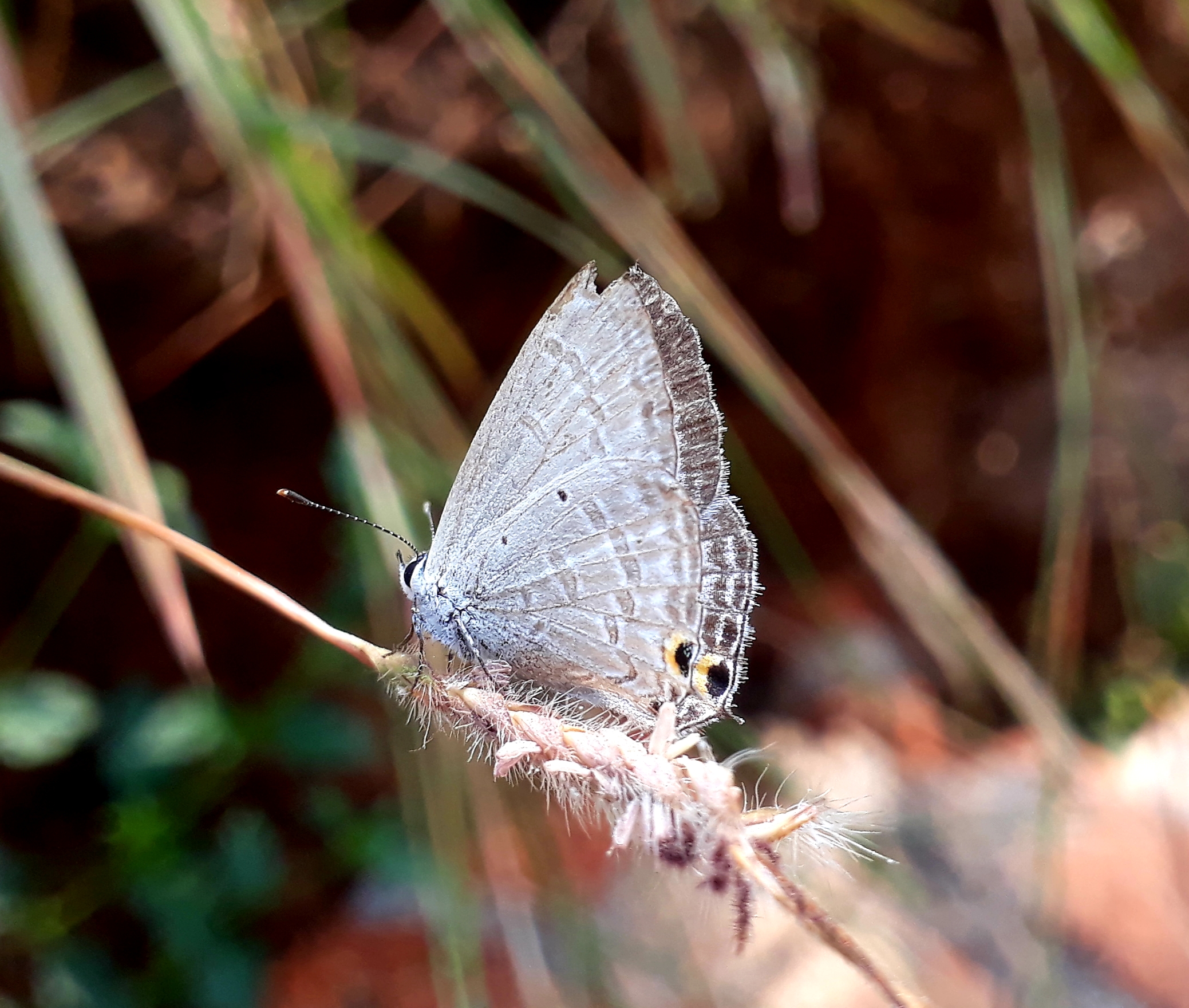 A butterfly on a straw