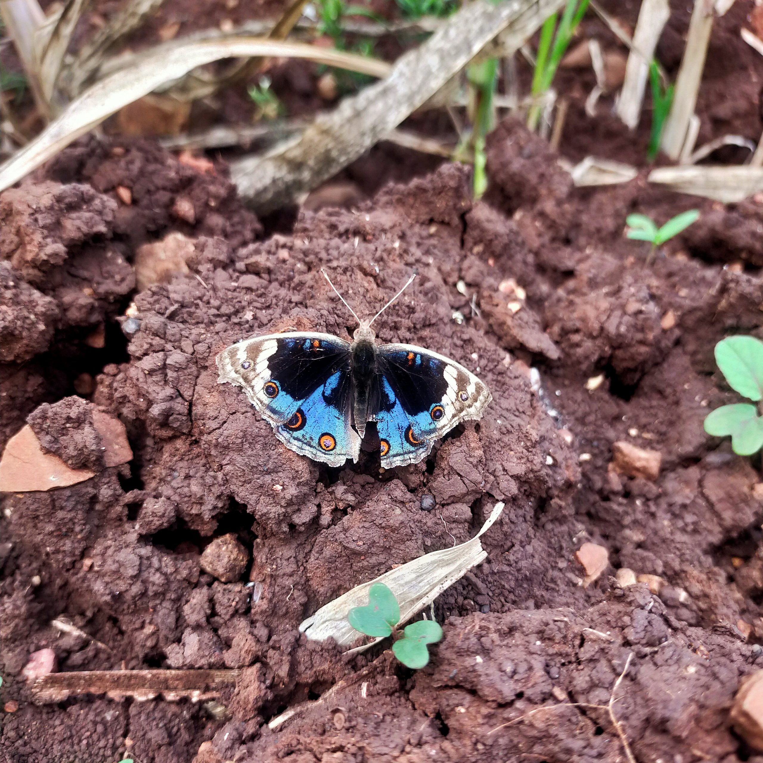 A butterfly on soil