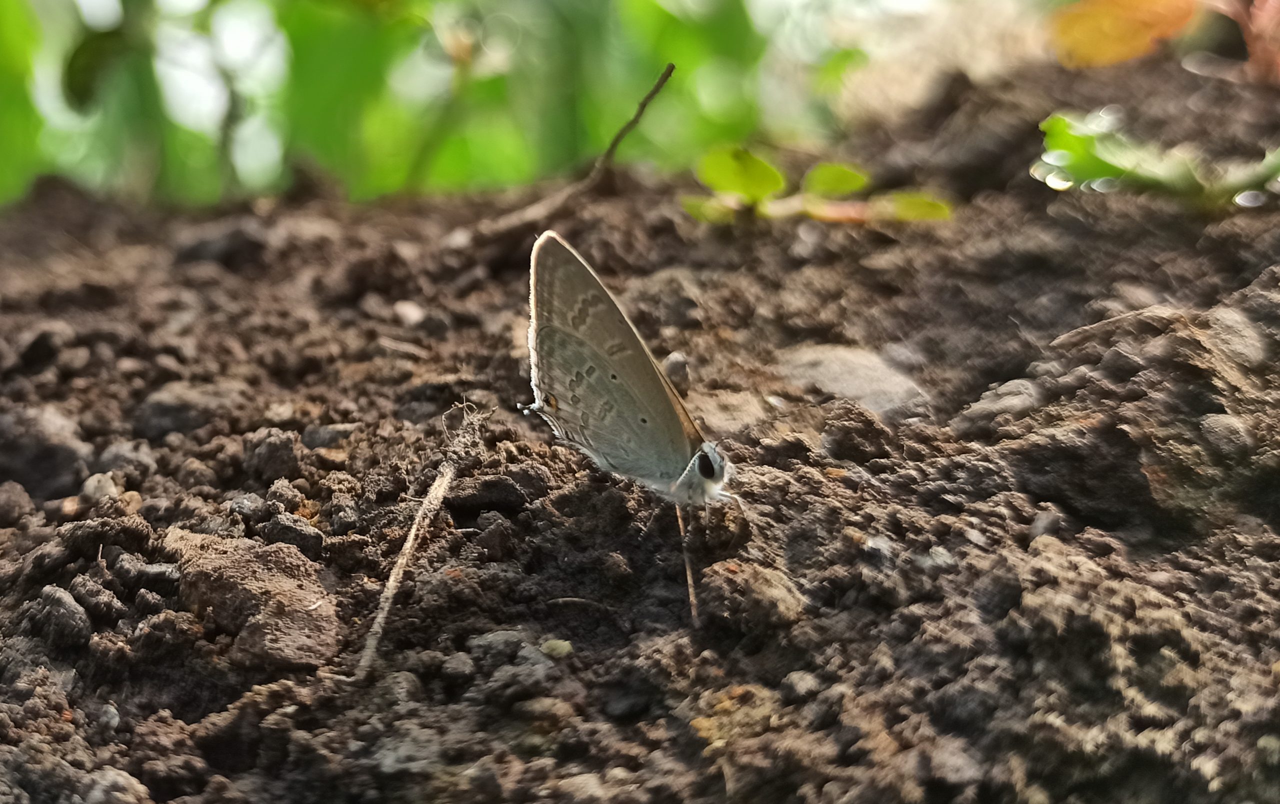 A butterfly on soil