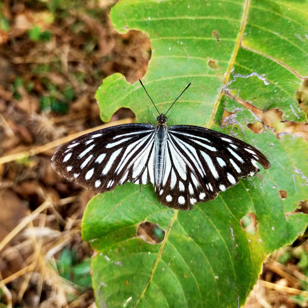 a-butterfly-sit-on-leaf-pixahive