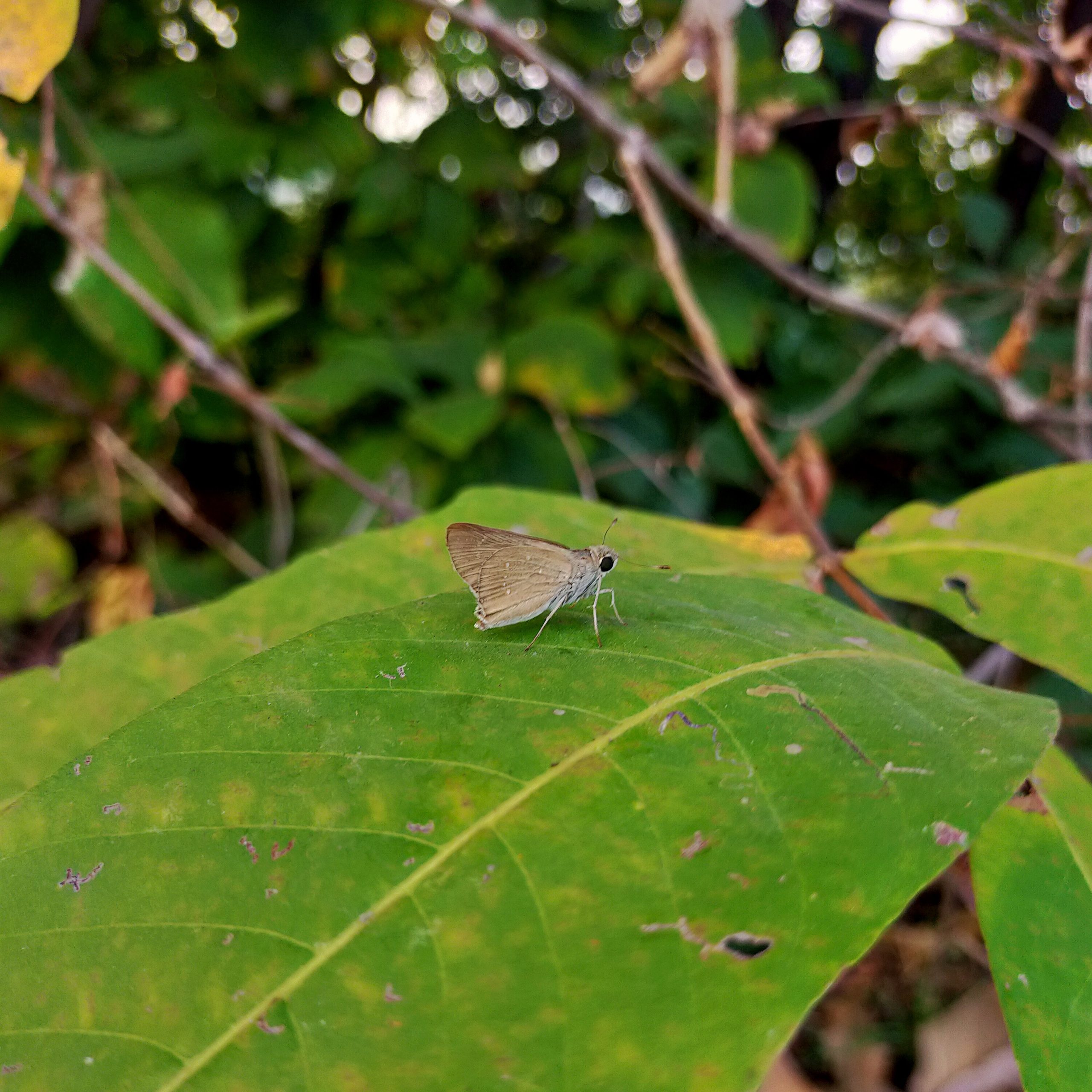 Butterfly sitting on the leaf