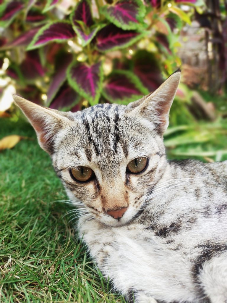 A cat head - Free Image by Zoologist diz on PixaHive.com