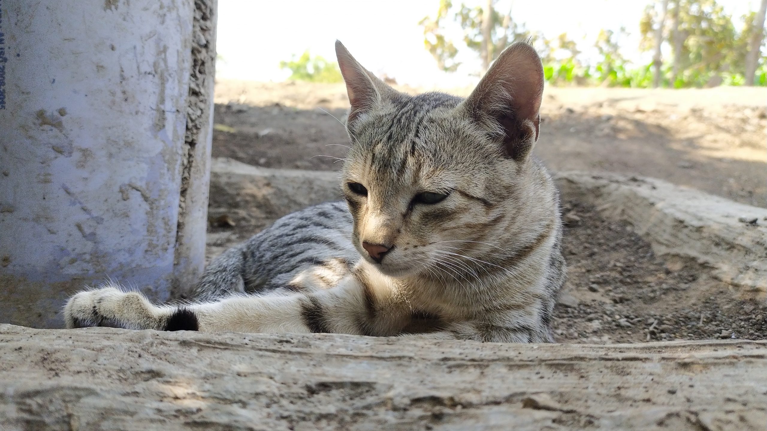 A pet cat