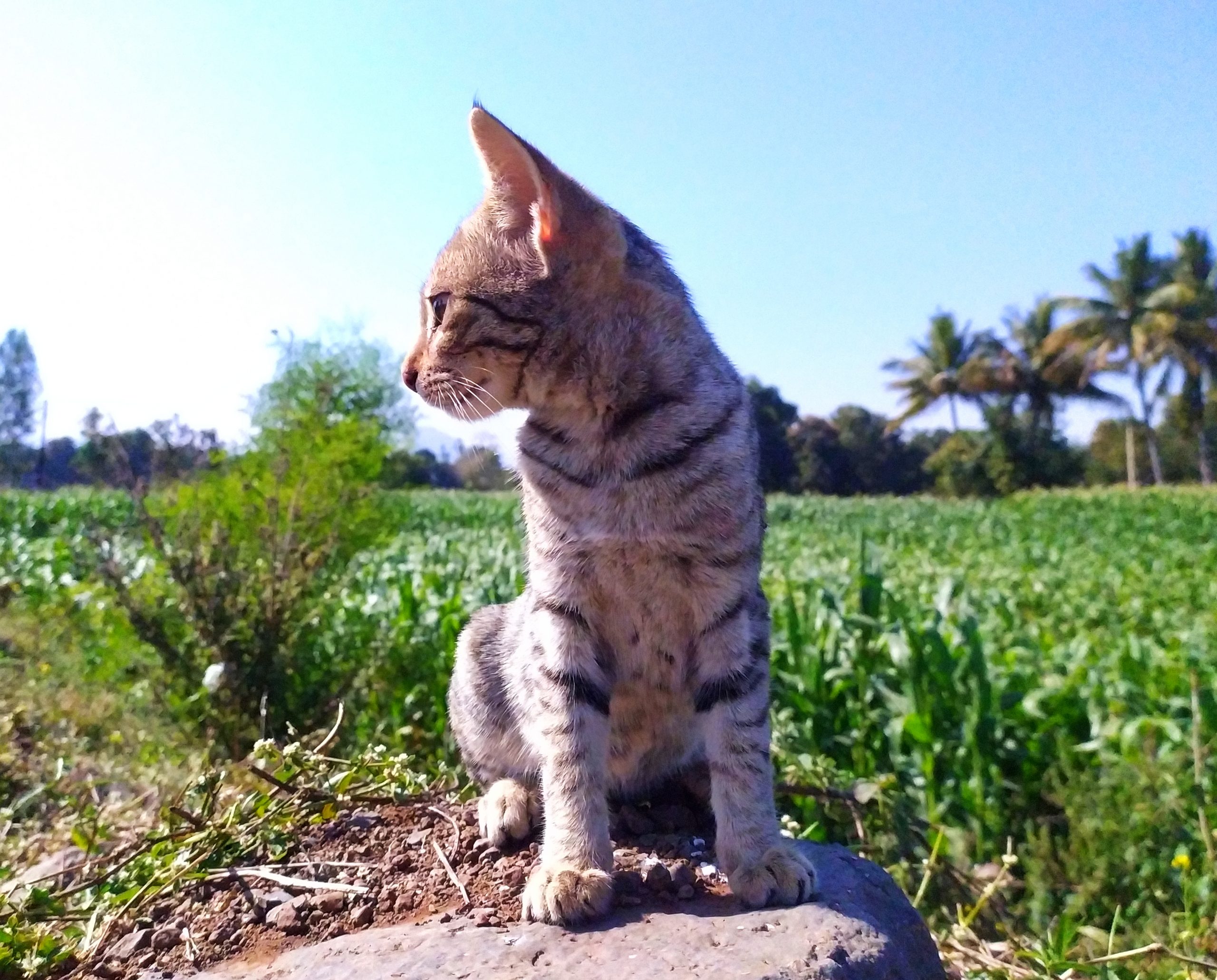 A cat sitting on the rock in farm