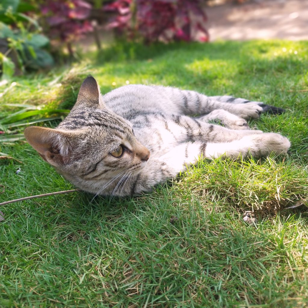 A cat sleep in garden PixaHive