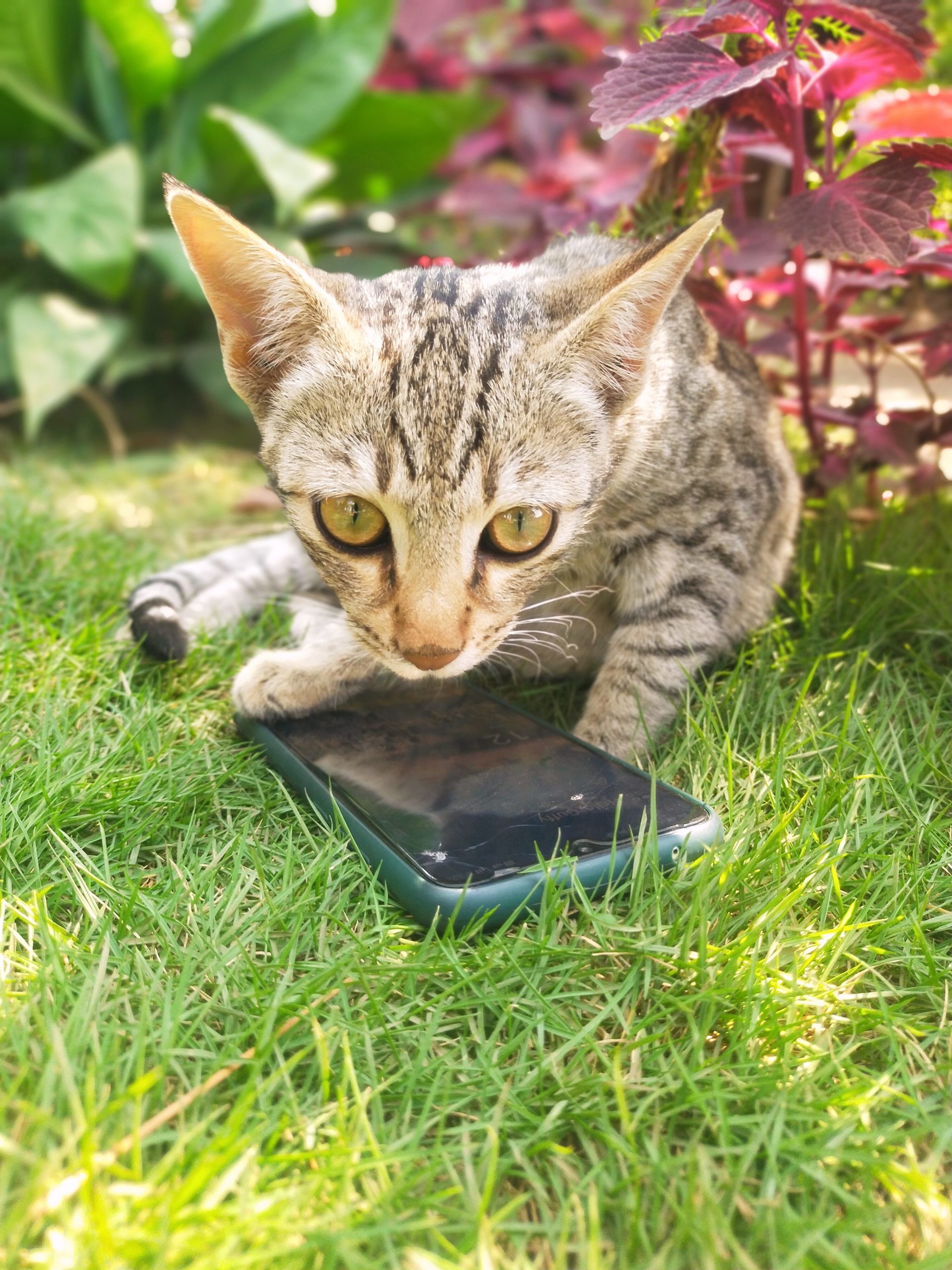 A cat with mobile phone