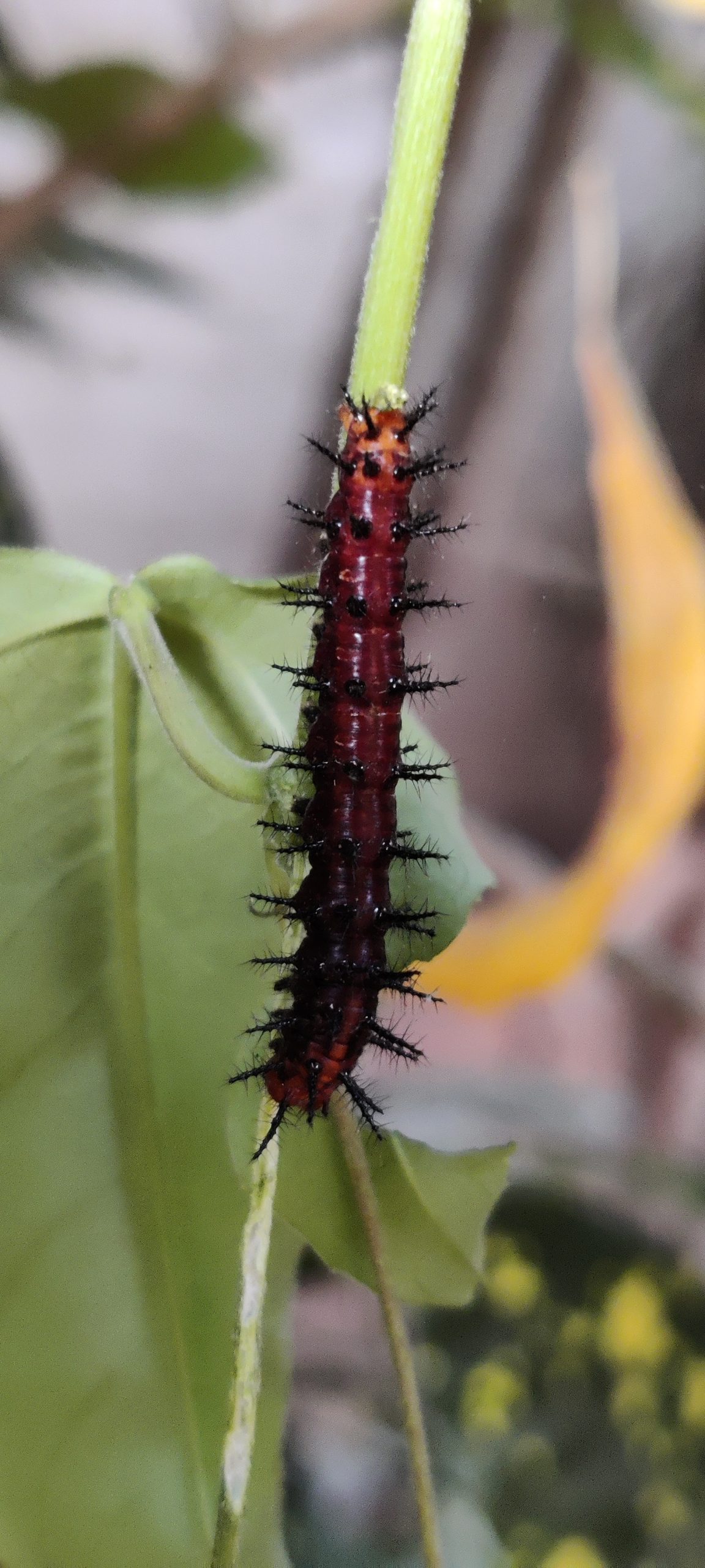 A caterpillar