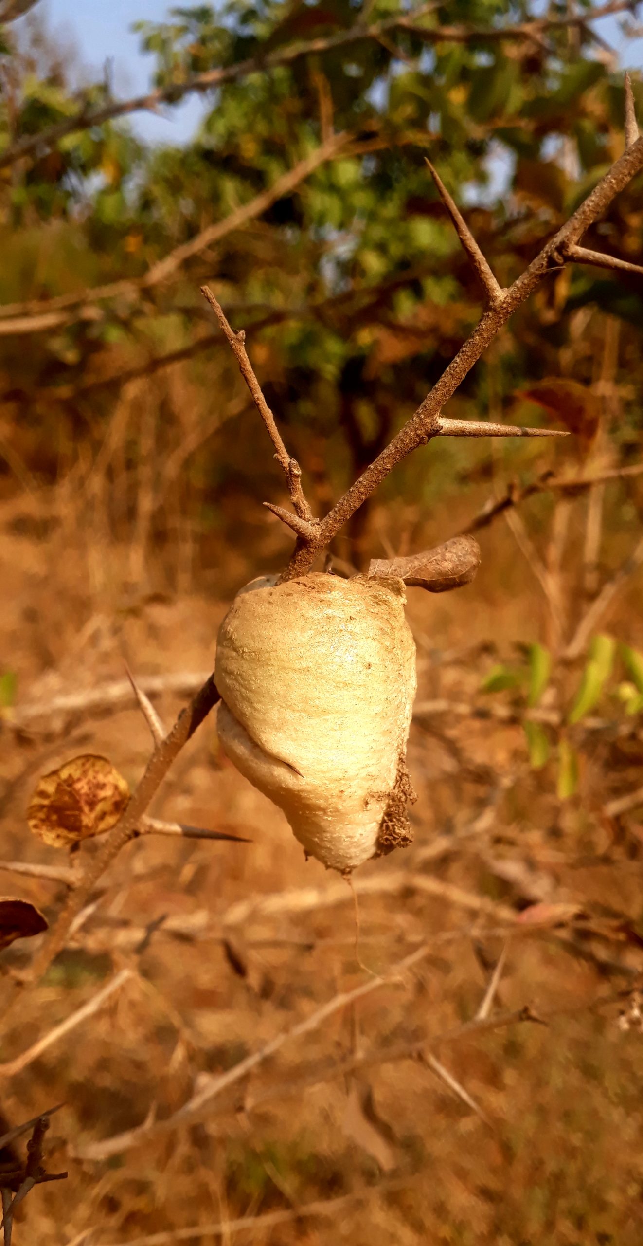 A caterpillar cocoon