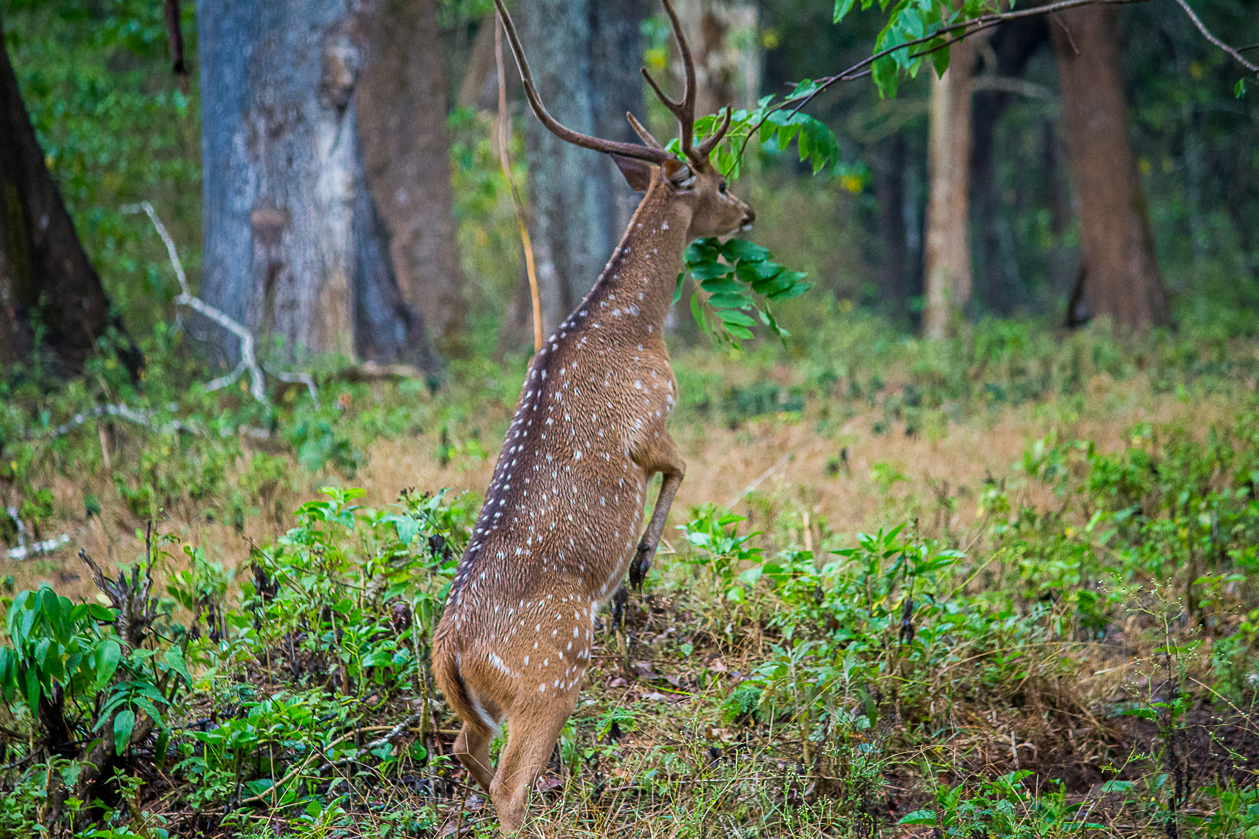 A chital deer