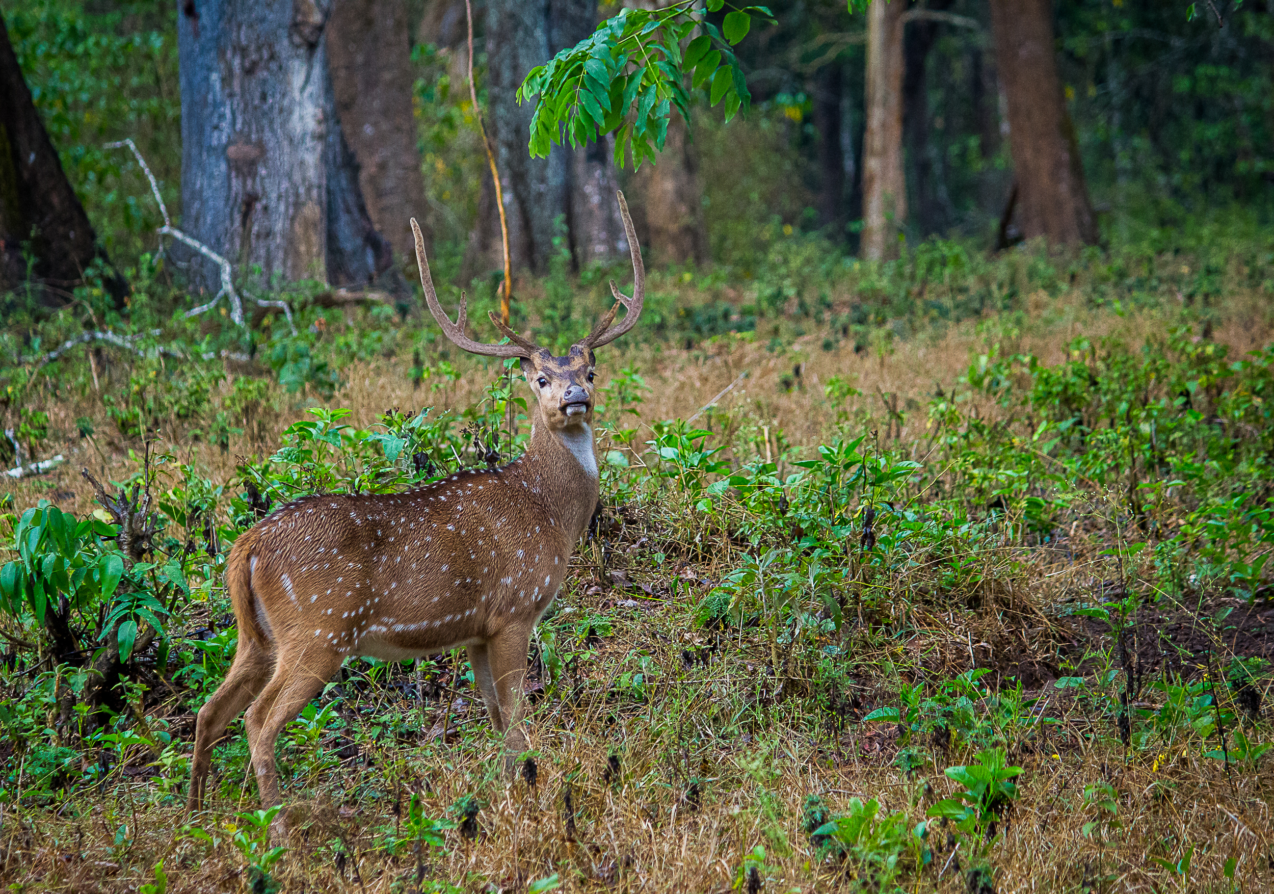 A chital deer in a jungle