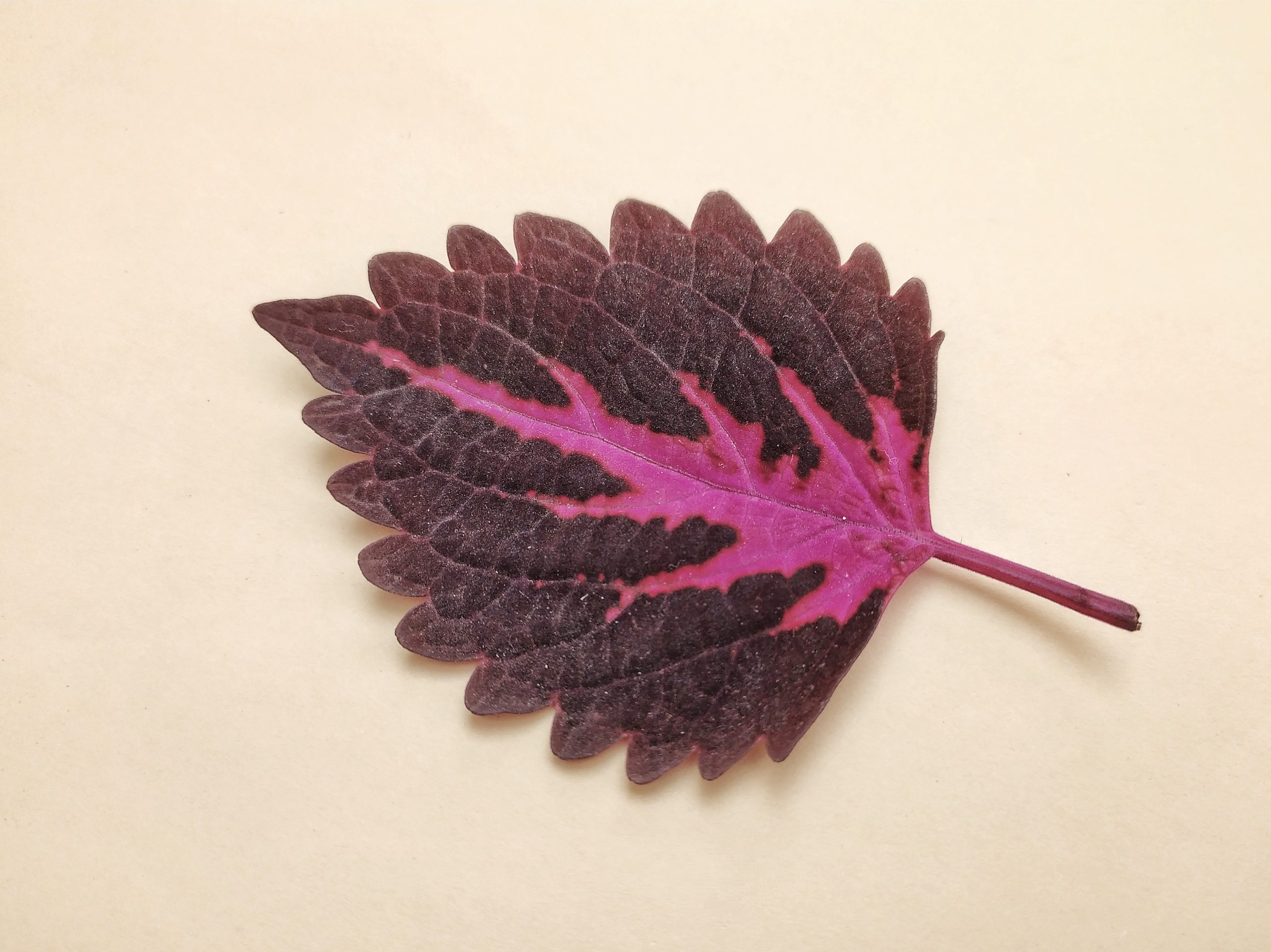 A coleus leaf