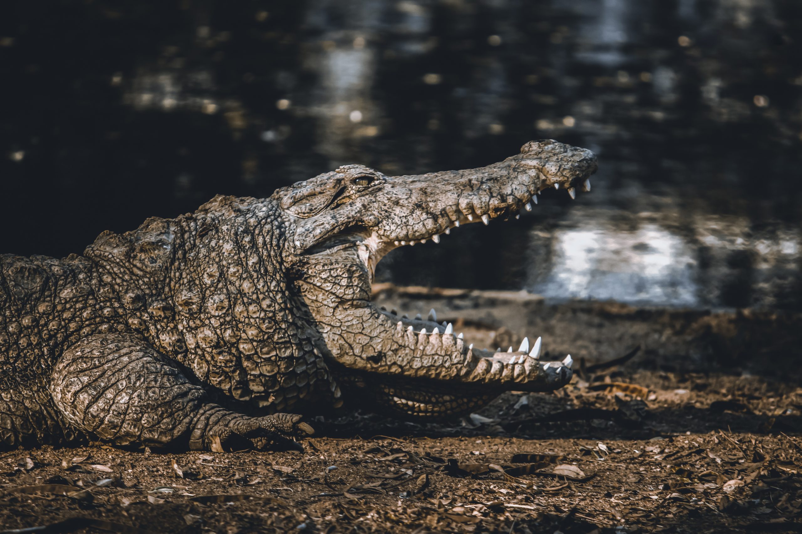 A crocodile jaws