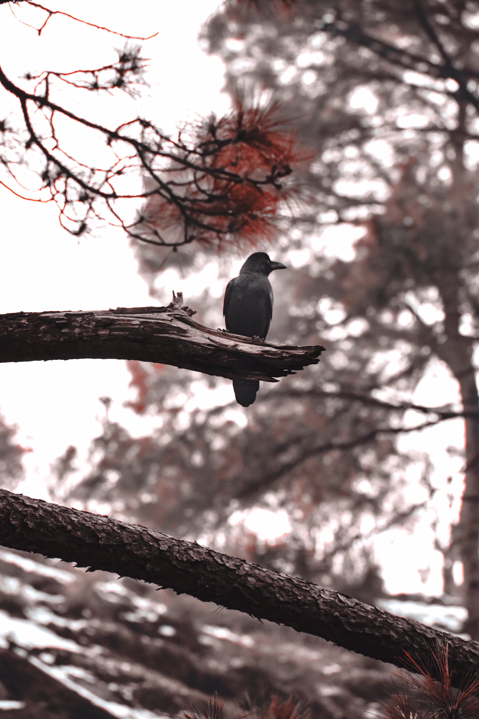 Crow sitting on tree