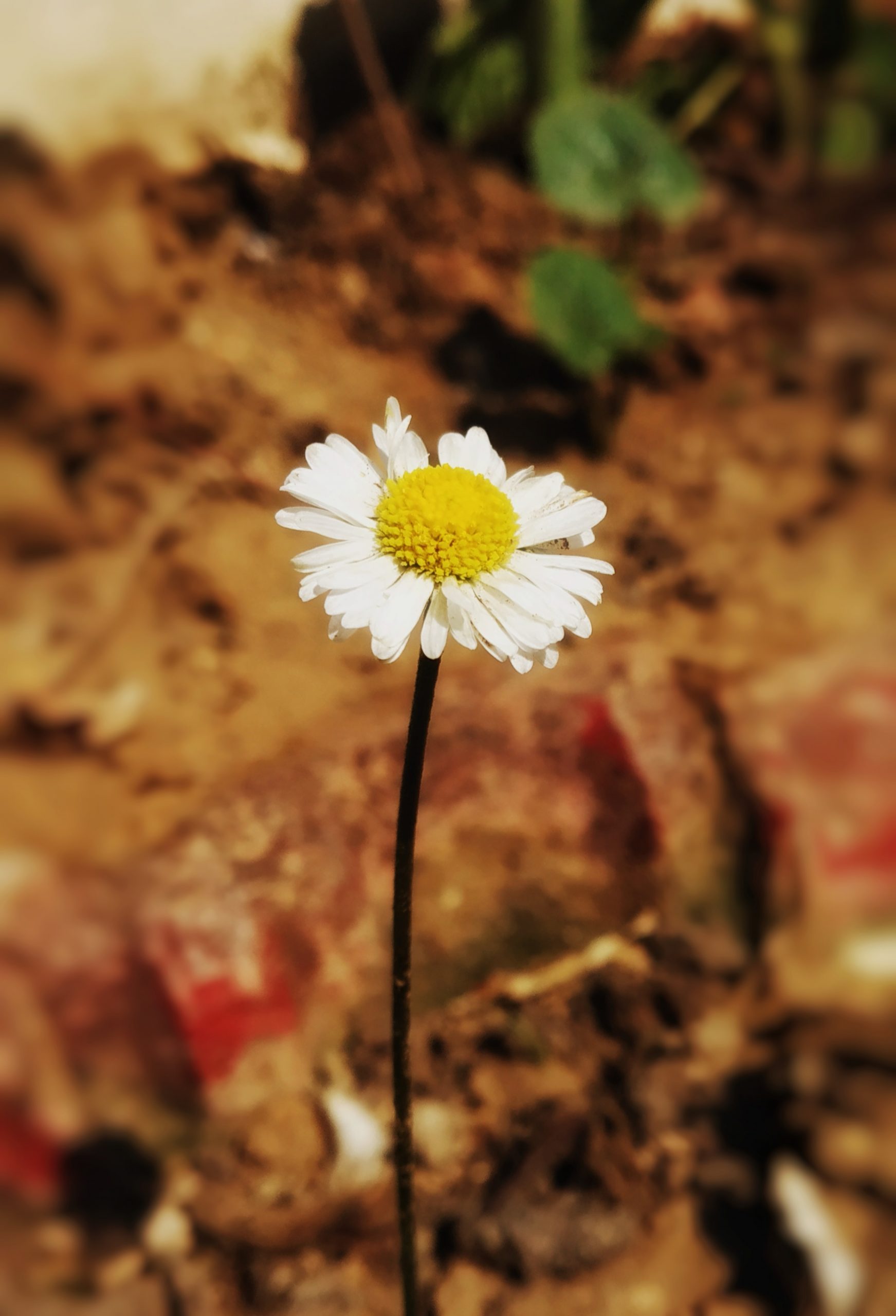 A daisy flower