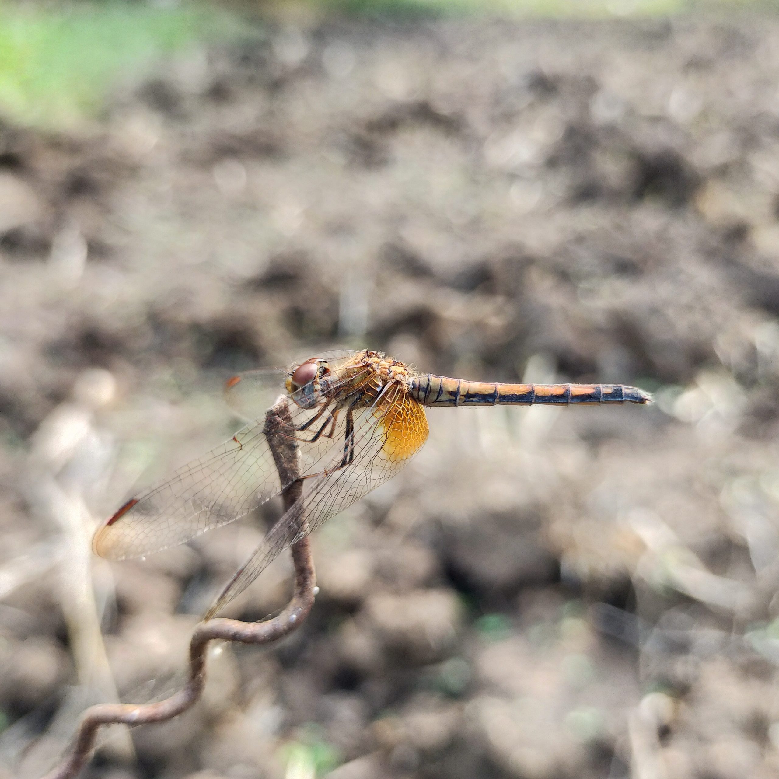 A dragon fly on plant stem