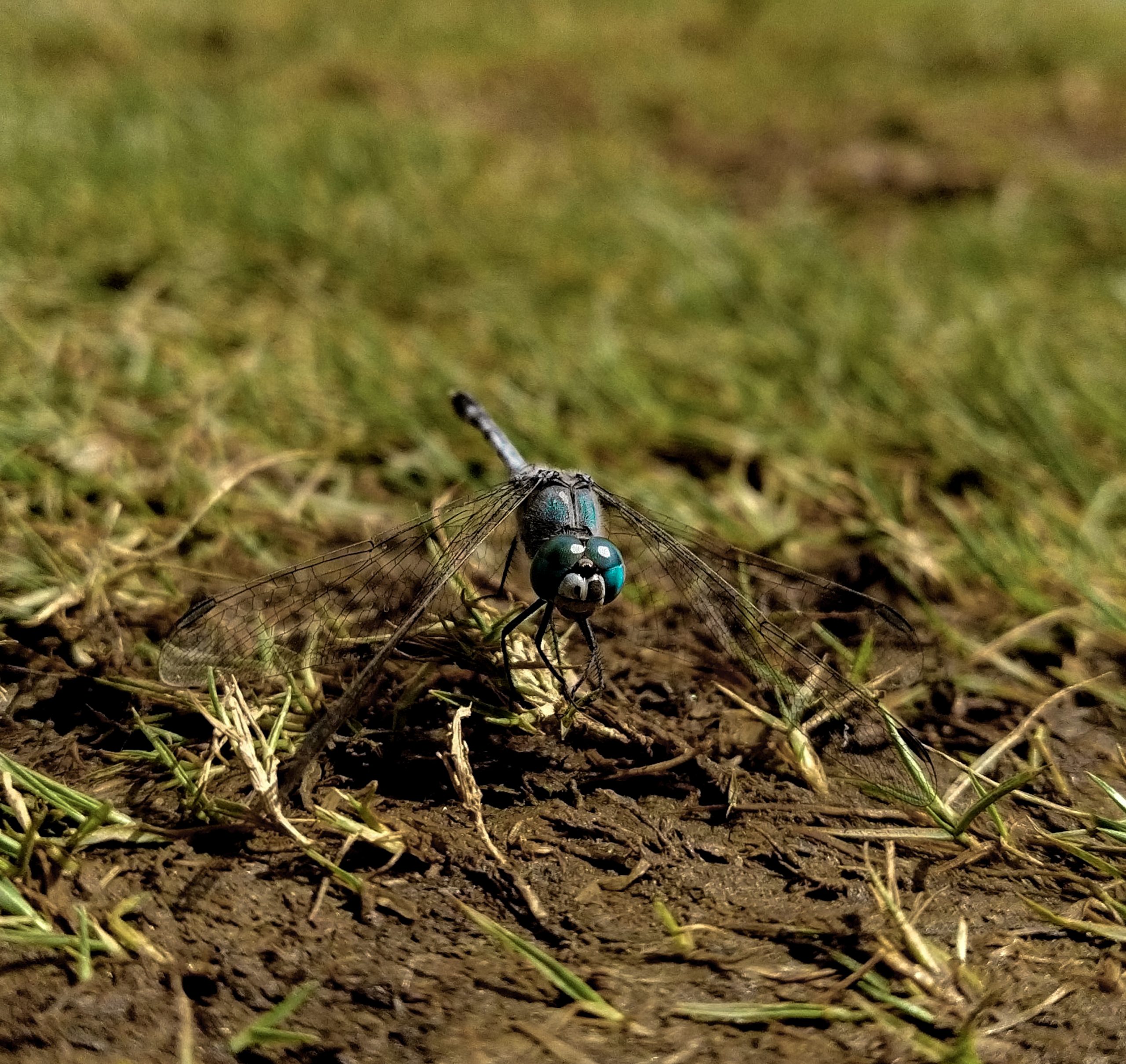 A dragonfly