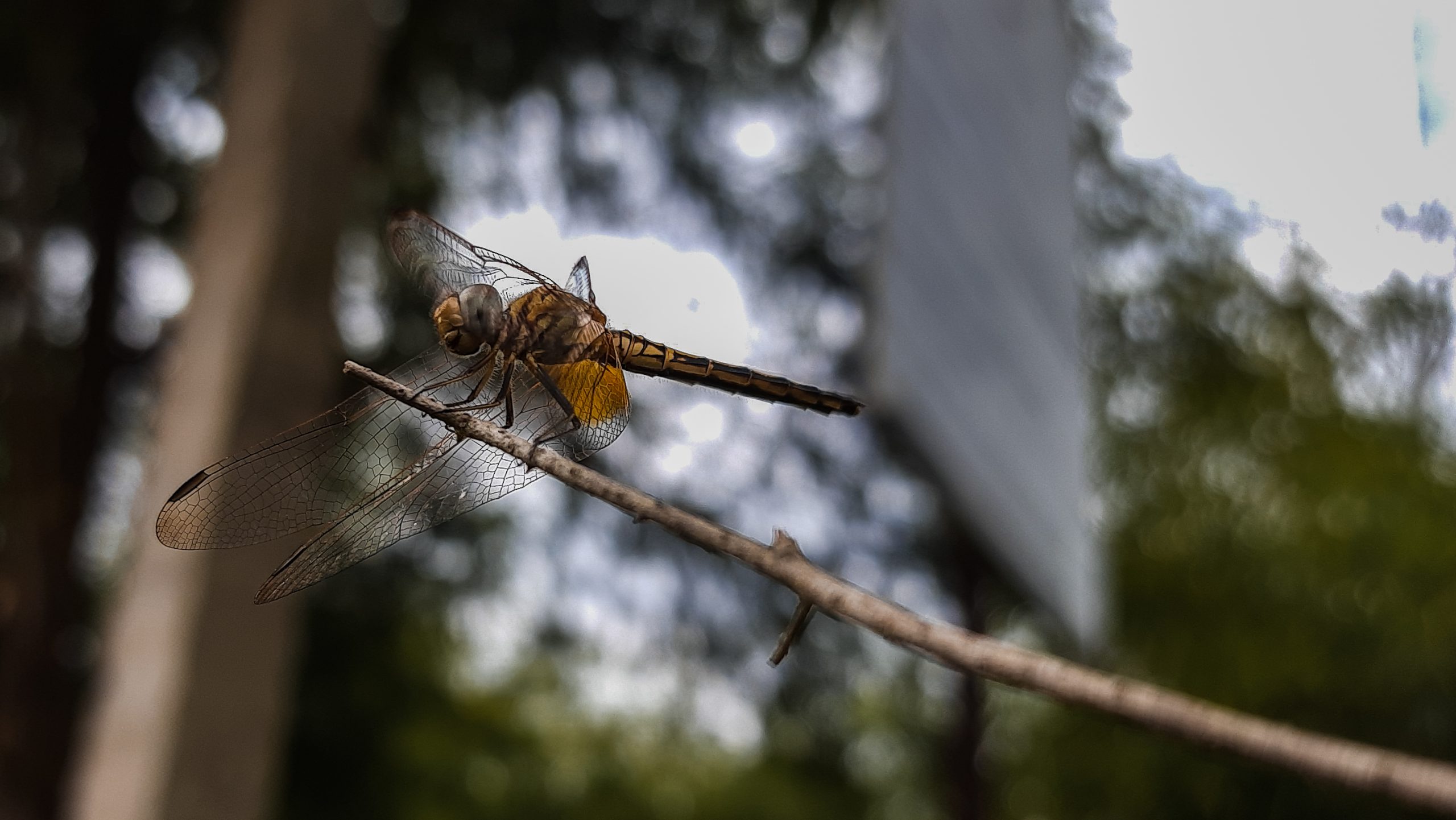 A dragonfly on a twig